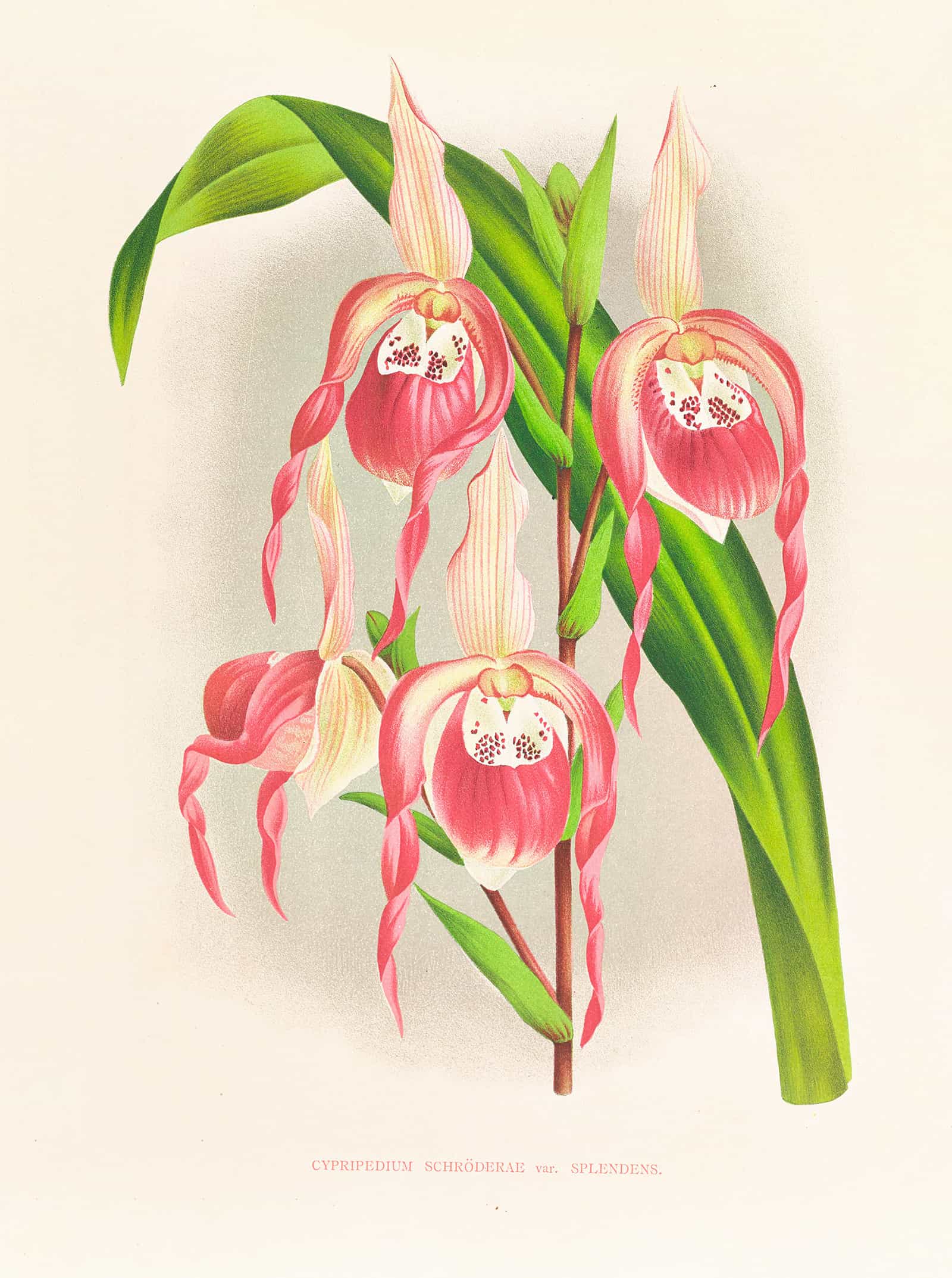Cypripedium Schroderae Var Splendens by Jean Jules Linden