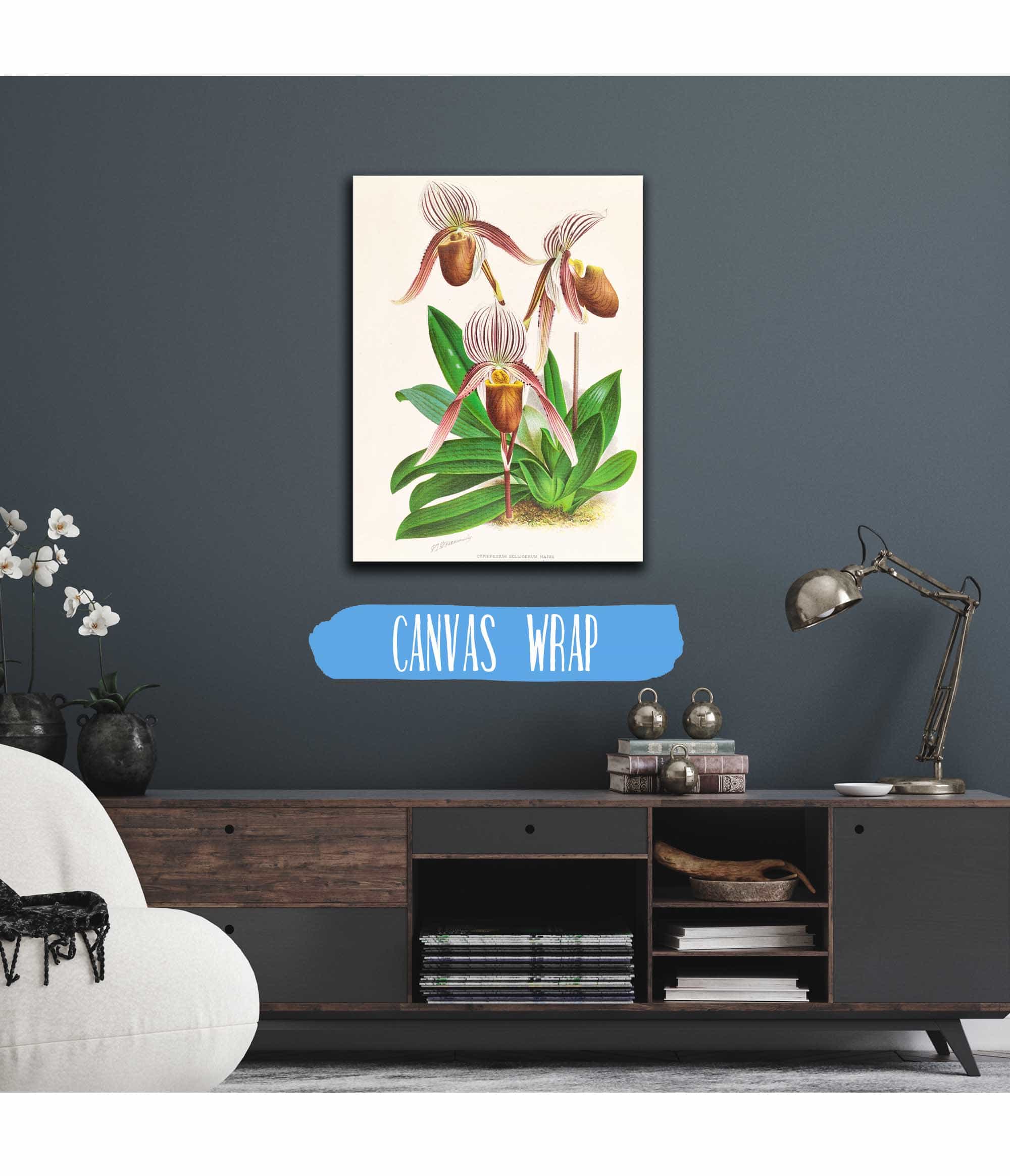 Cypripedium Selligerum Majus by Jean Jules Linden