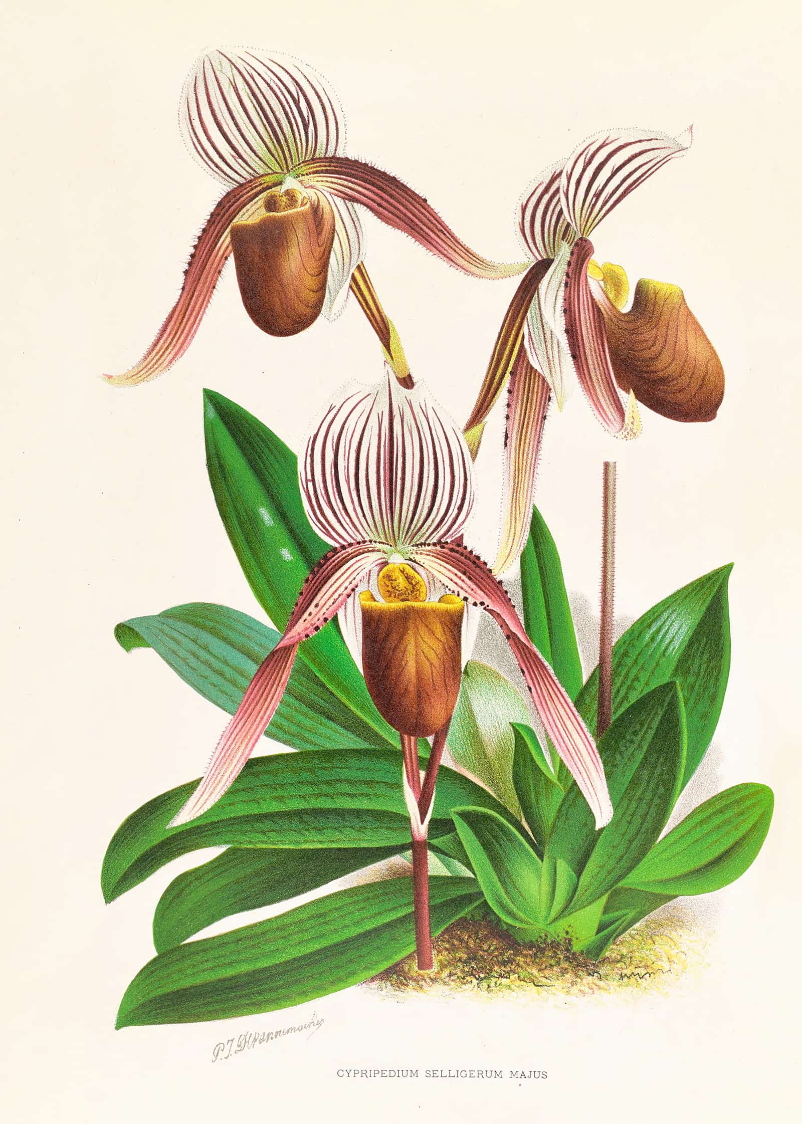 Cypripedium Selligerum Majus by Jean Jules Linden