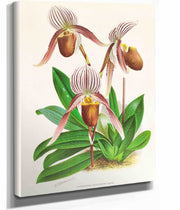 Cypripedium Selligerum Majus by Jean Jules Linden