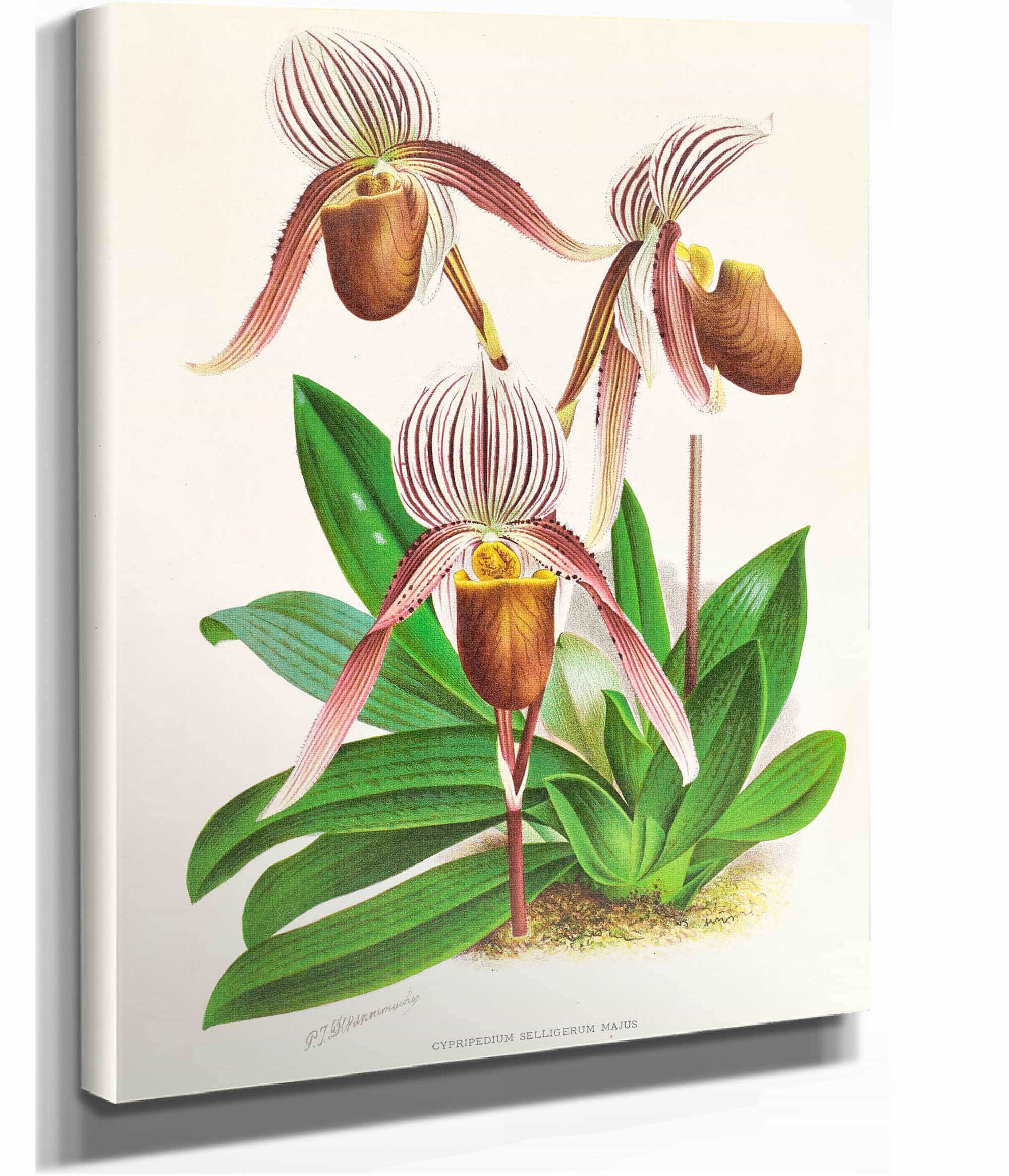 Cypripedium Selligerum Majus by Jean Jules Linden