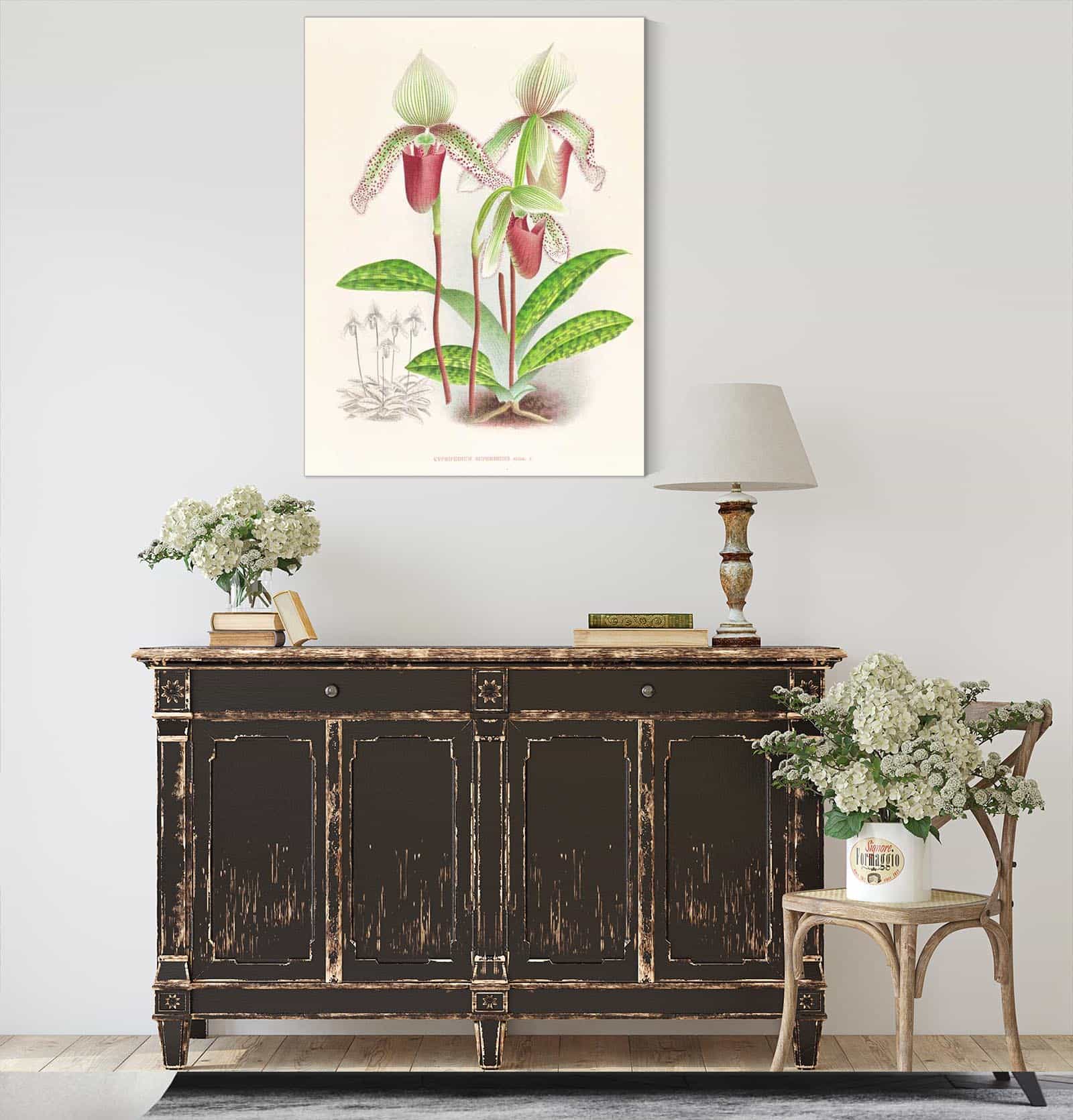 Cypripedium Superbiens by Jean Jules Linden