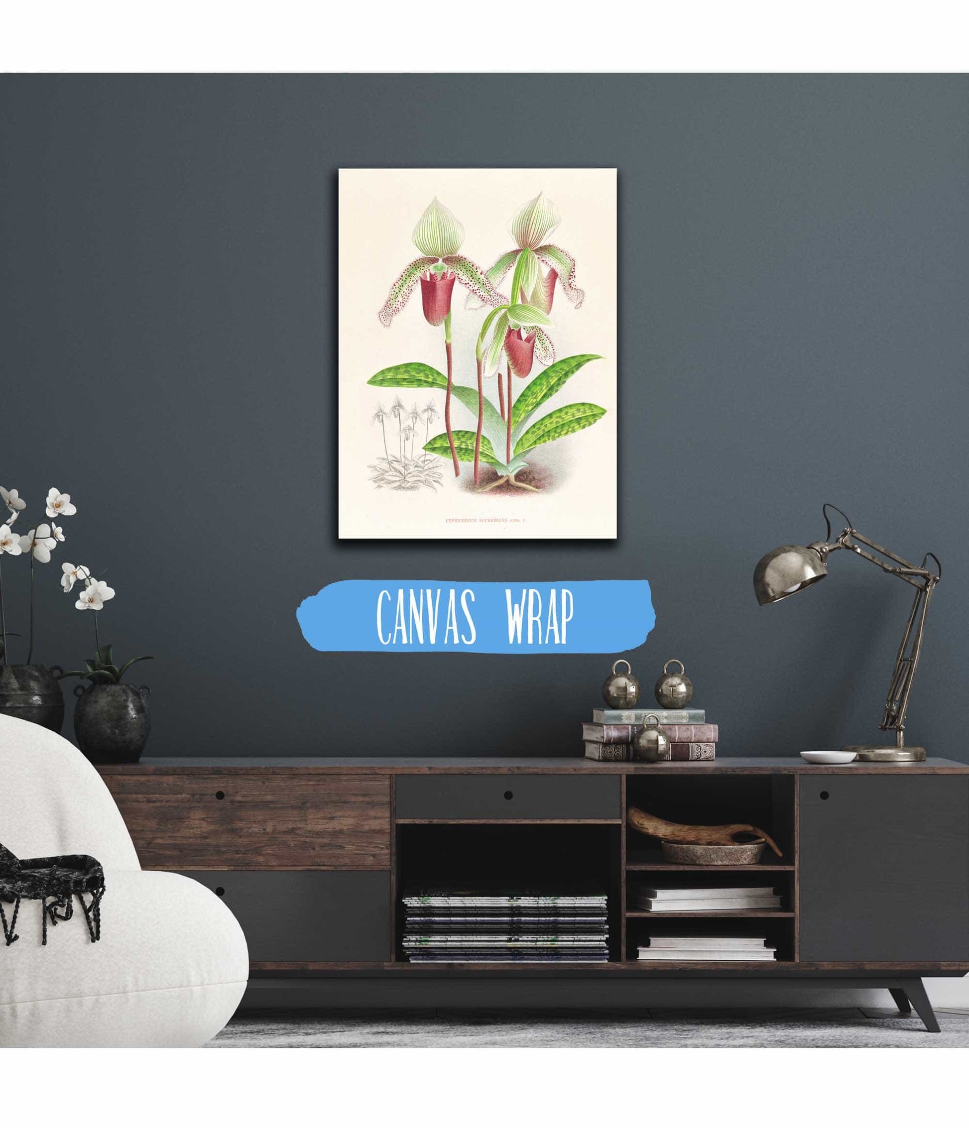 Cypripedium Superbiens by Jean Jules Linden