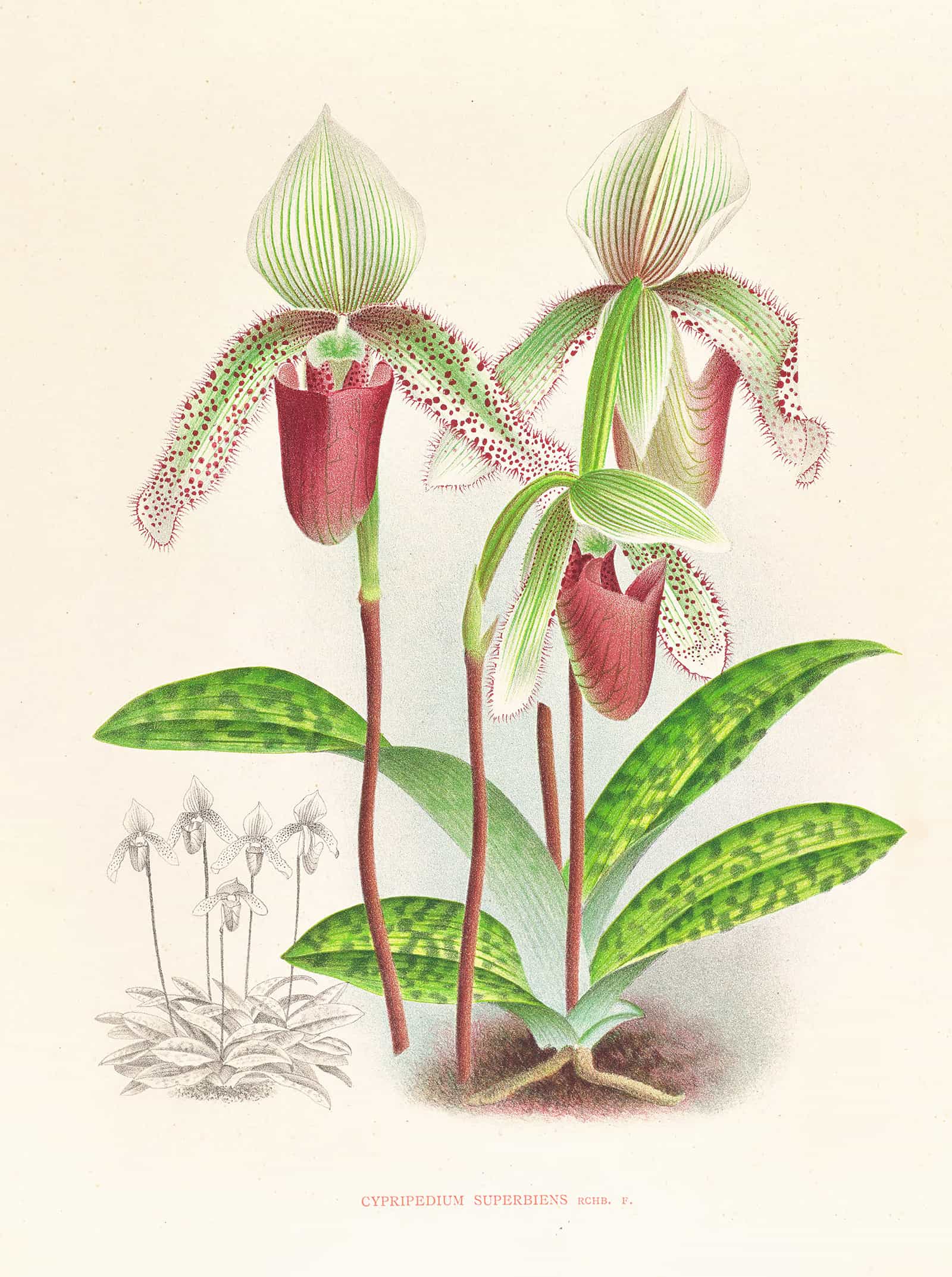 Cypripedium Superbiens by Jean Jules Linden