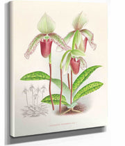 Cypripedium Superbiens by Jean Jules Linden