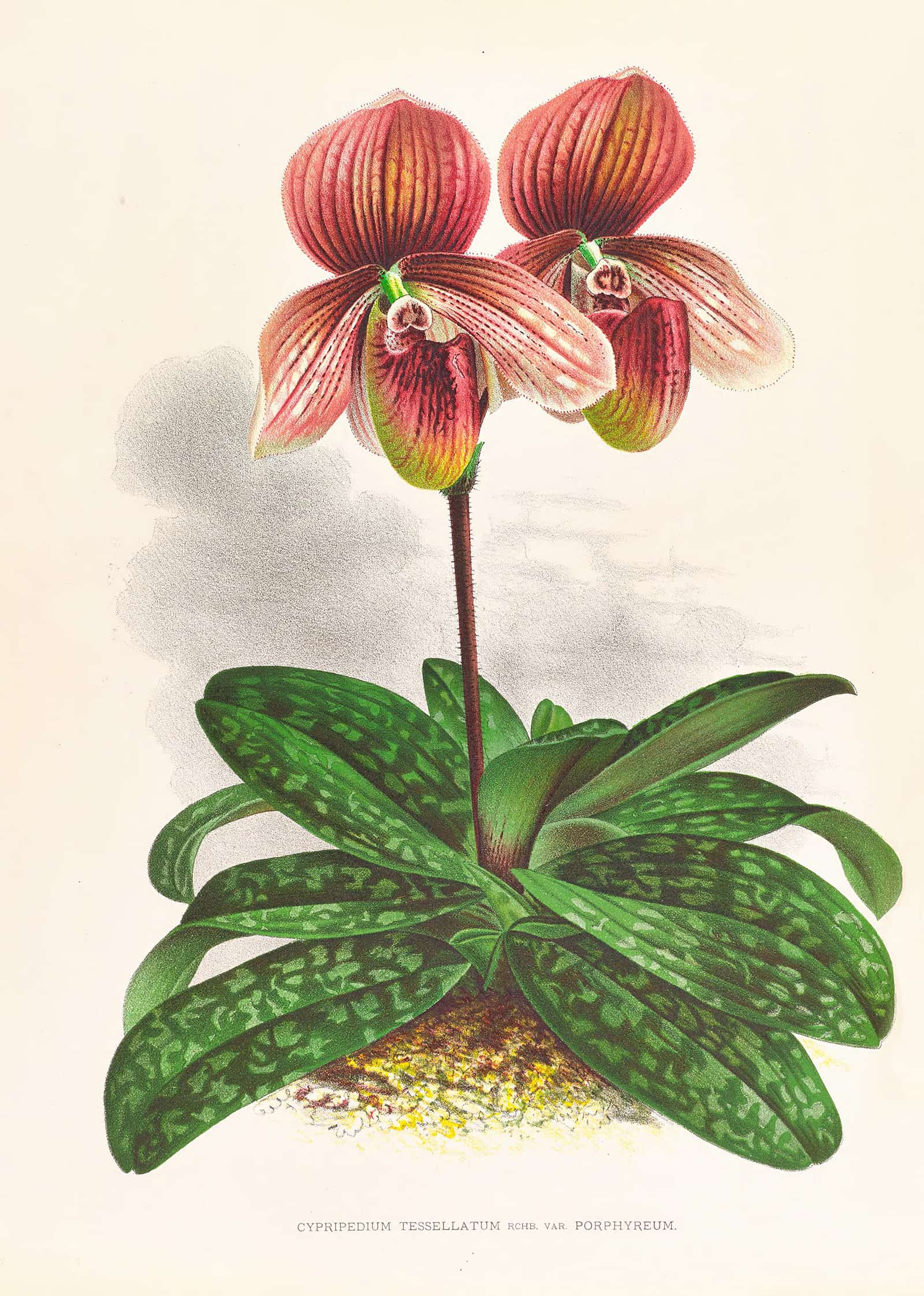 Cypripedium Tessellatum by Jean Jules Linden