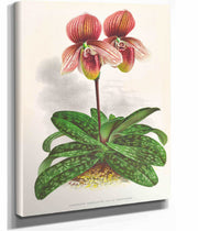 Cypripedium Tessellatum by Jean Jules Linden