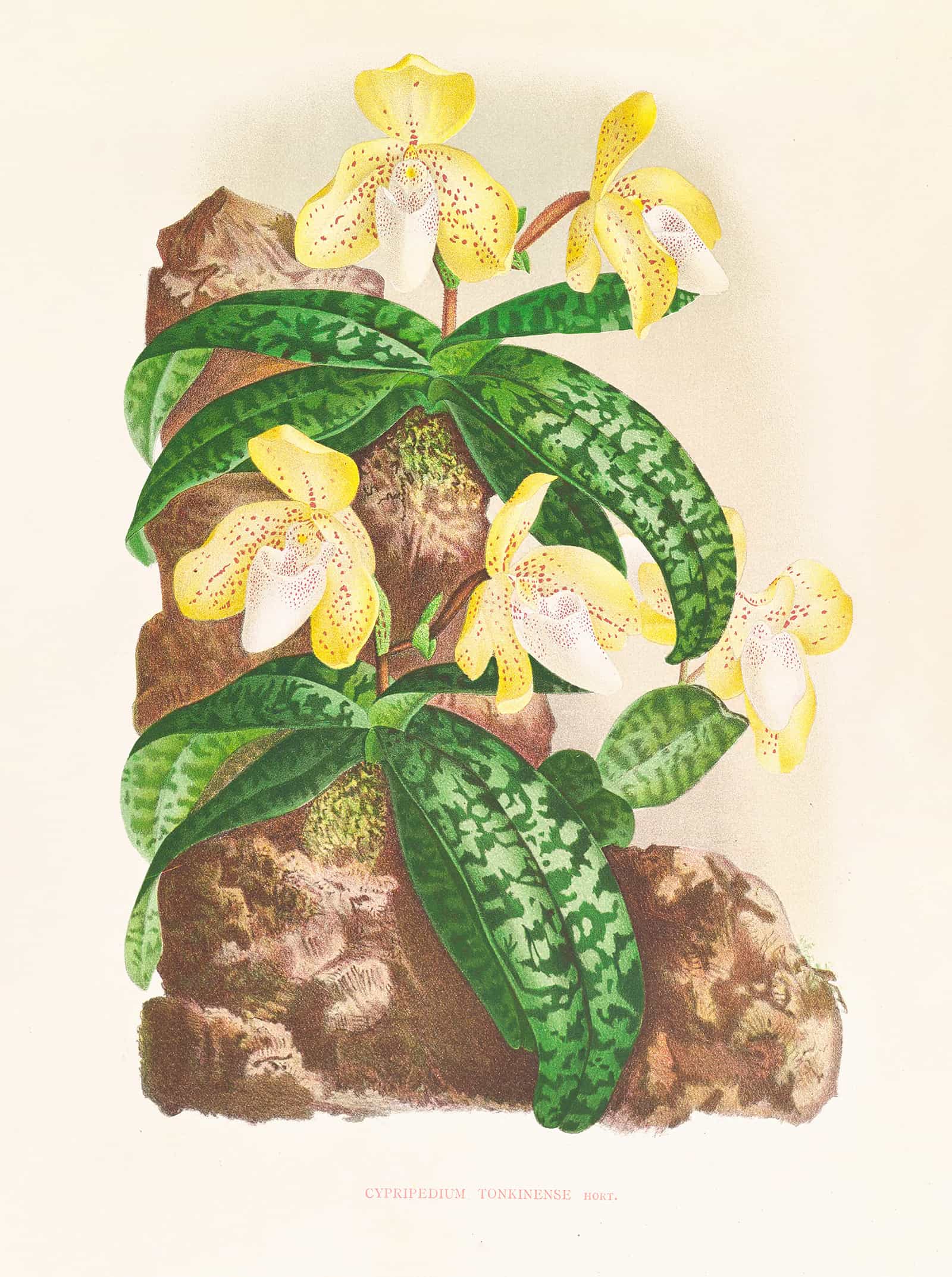 Cypripedium Tonkinense by Jean Jules Linden