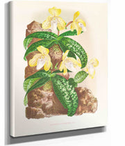 Cypripedium Tonkinense by Jean Jules Linden