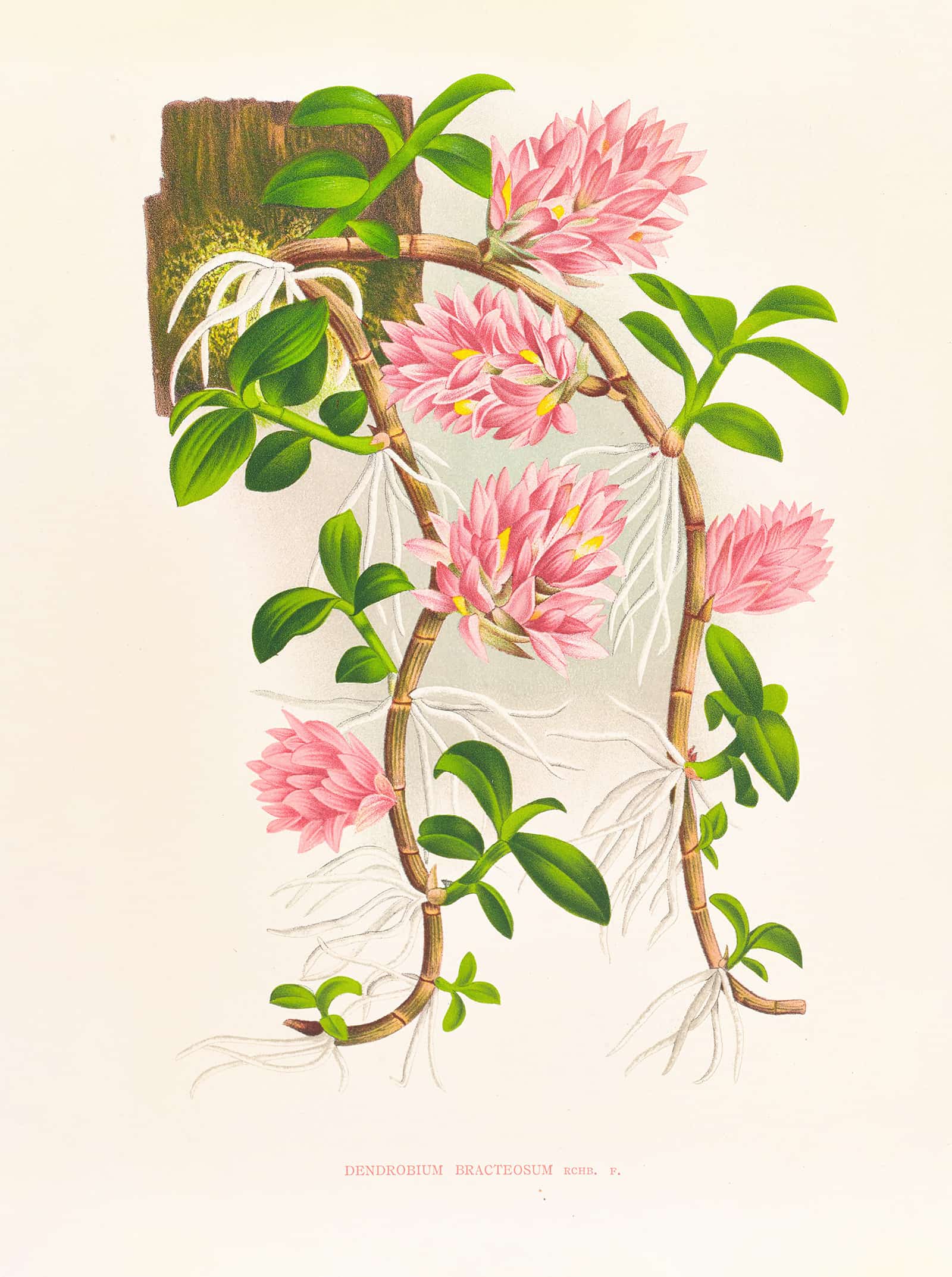 Dendrobium Bracteosum by Jean Jules Linden