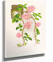 Dendrobium Bracteosum by Jean Jules Linden
