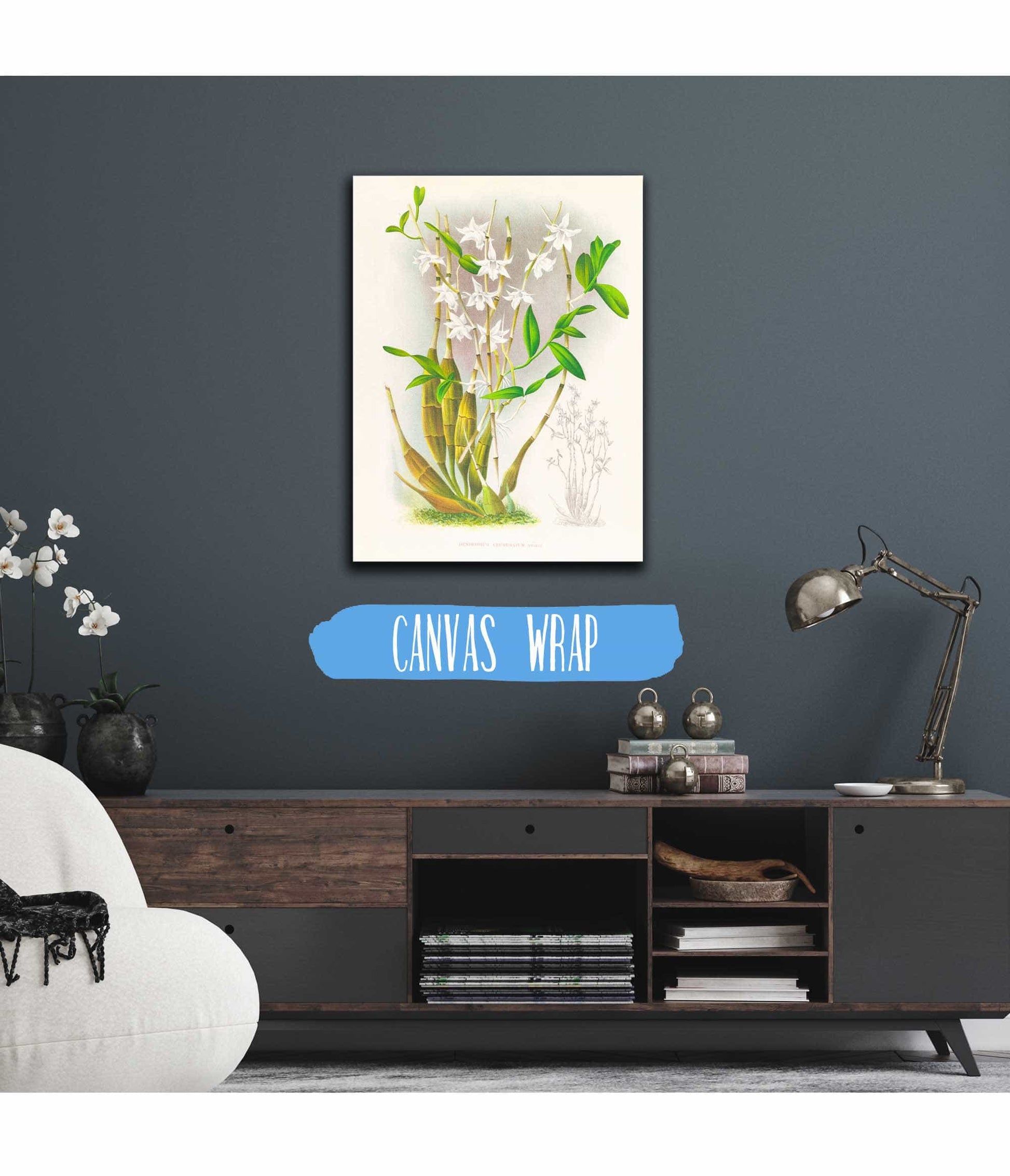 Dendrobium Crumenatum by Jean Jules Linden