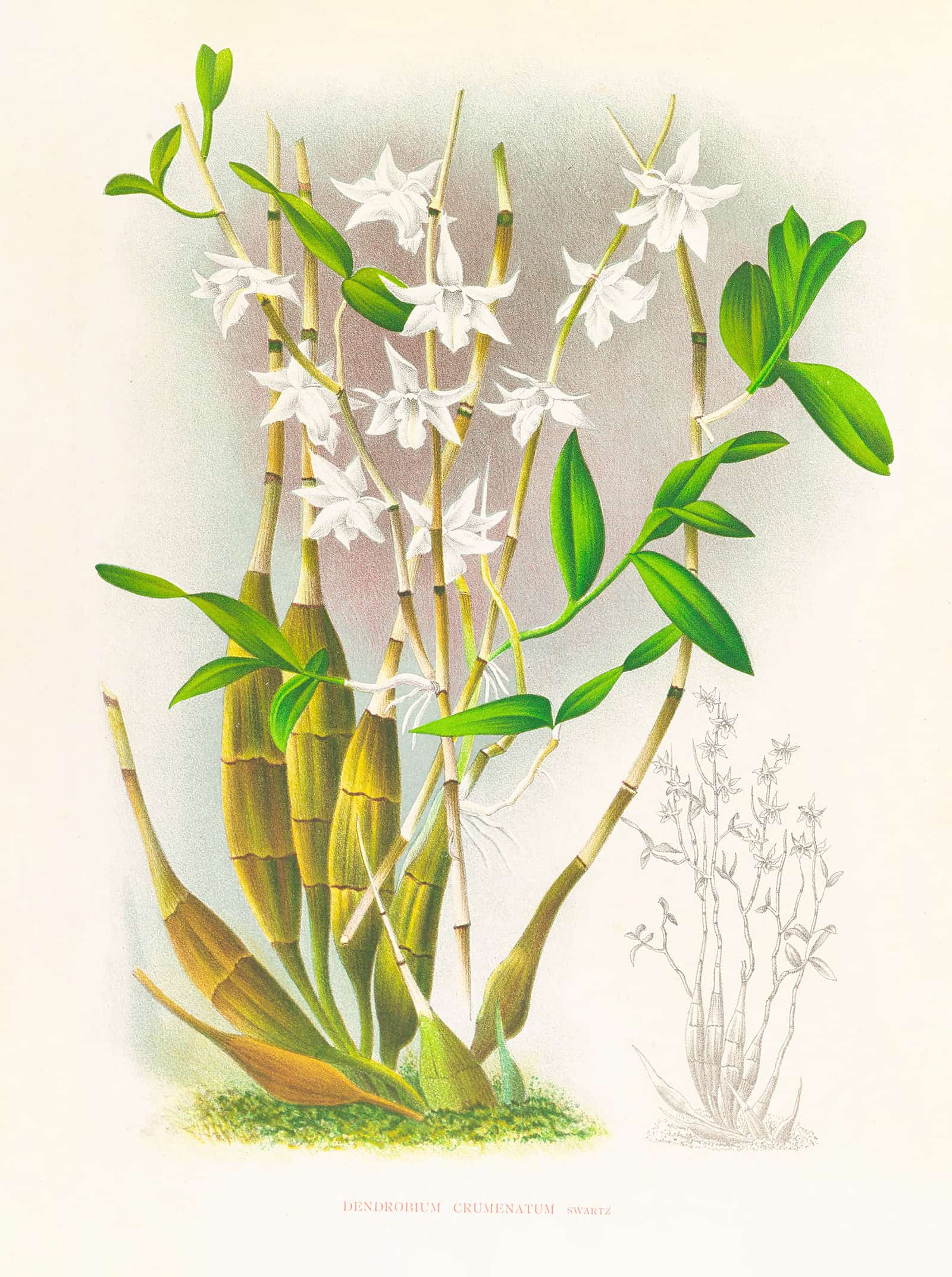 Dendrobium Crumenatum by Jean Jules Linden