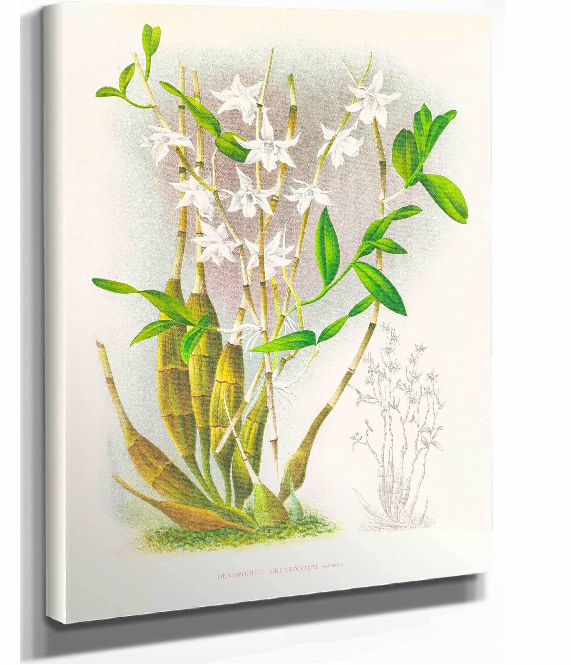 Dendrobium Crumenatum by Jean Jules Linden
