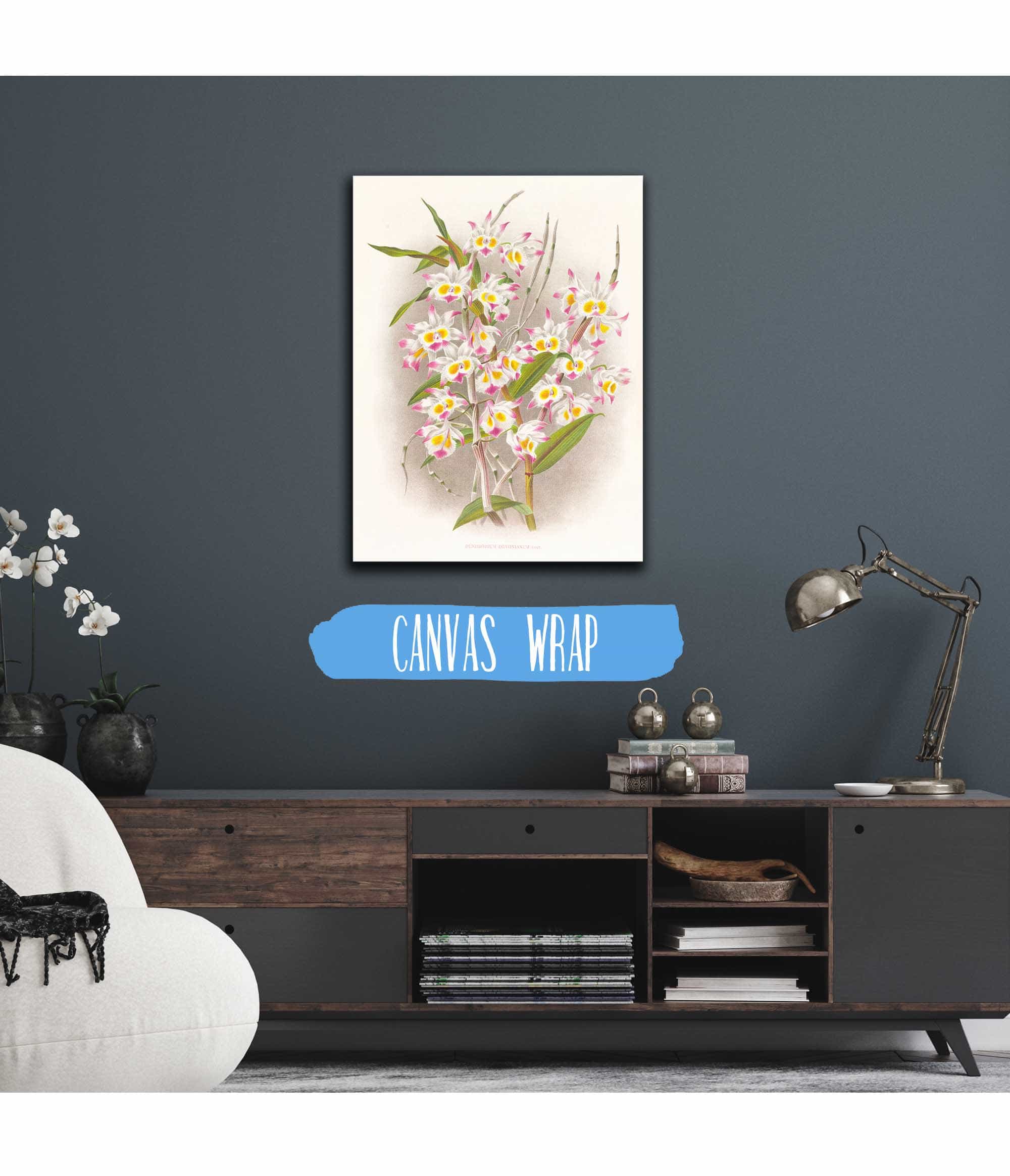 Dendrobium Devonianum by Jean Jules Linden