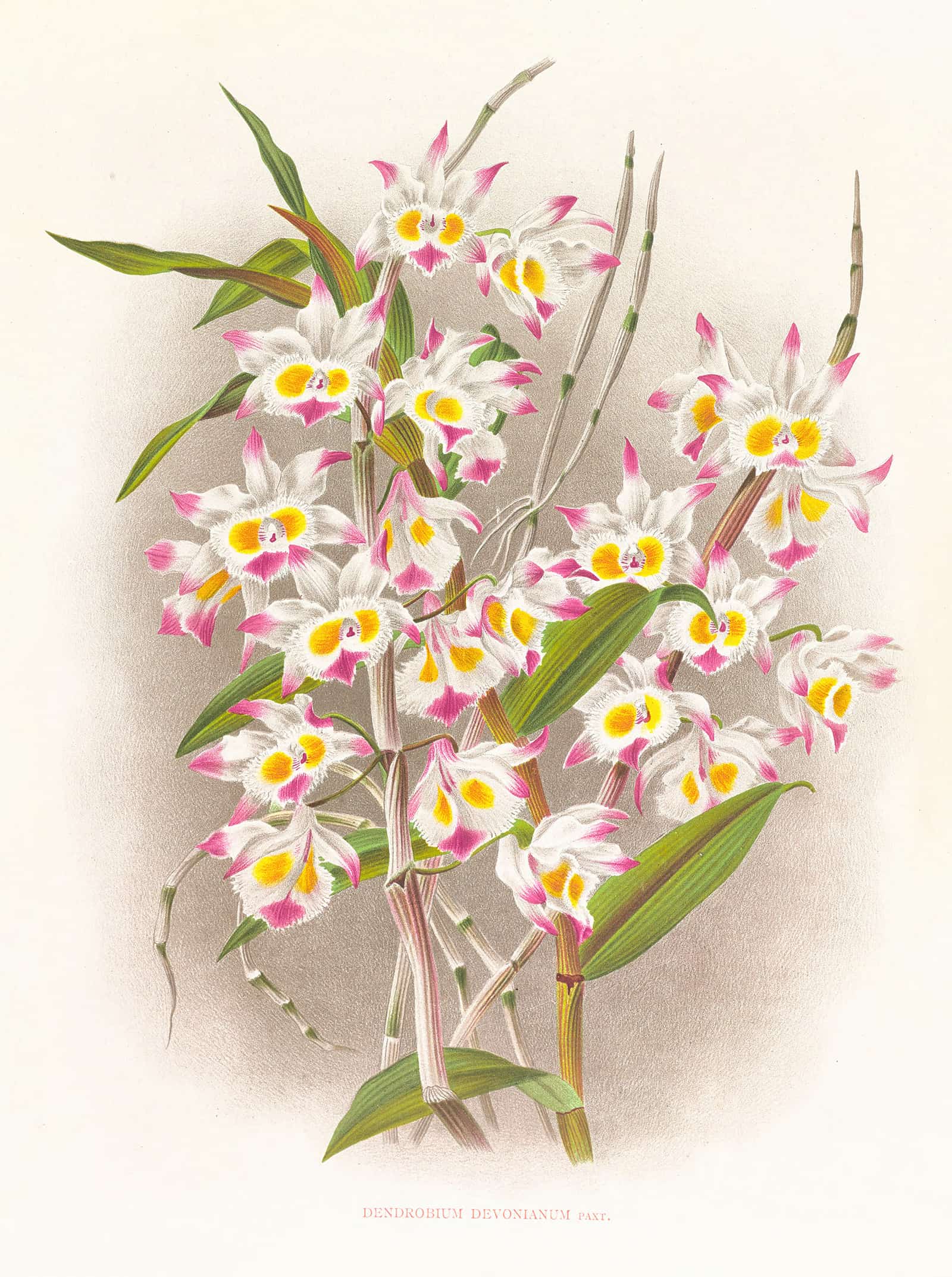 Dendrobium Devonianum by Jean Jules Linden