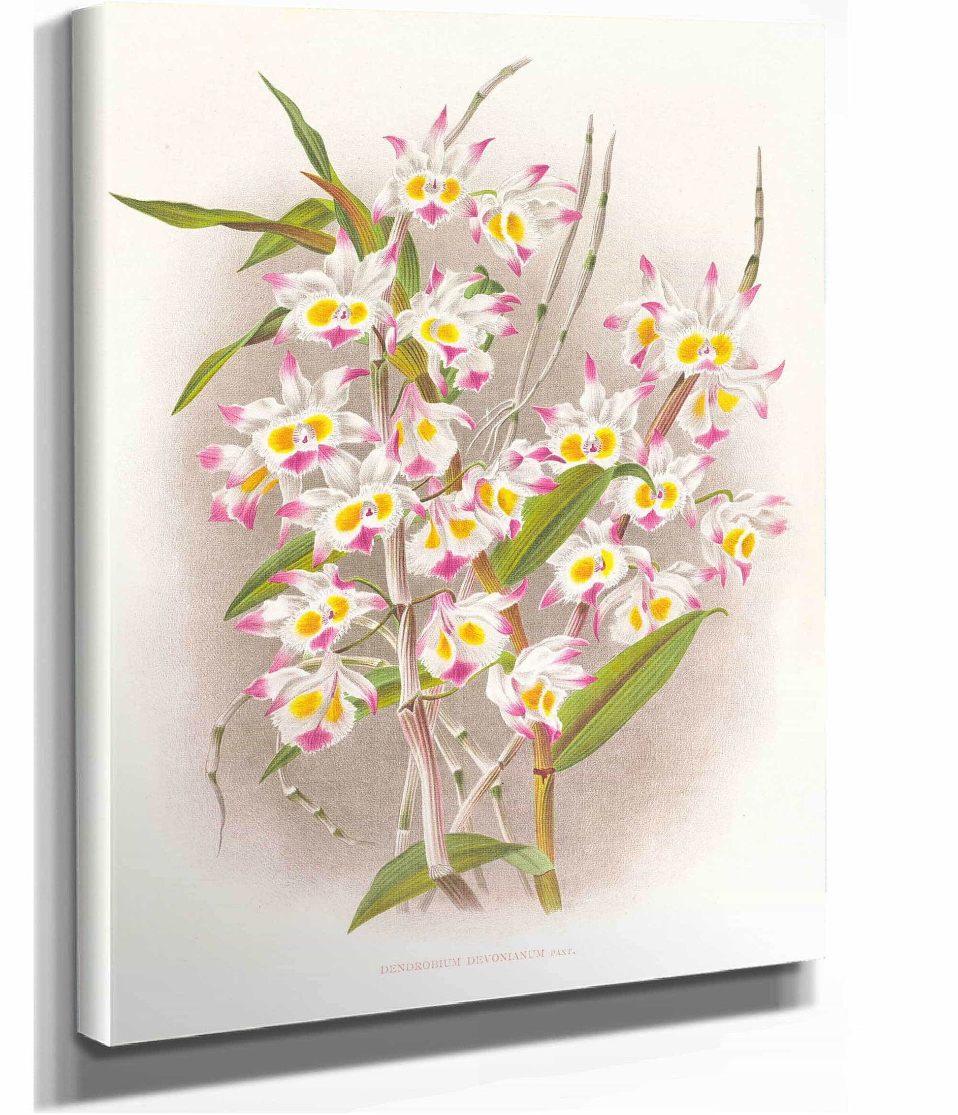 Dendrobium Devonianum by Jean Jules Linden