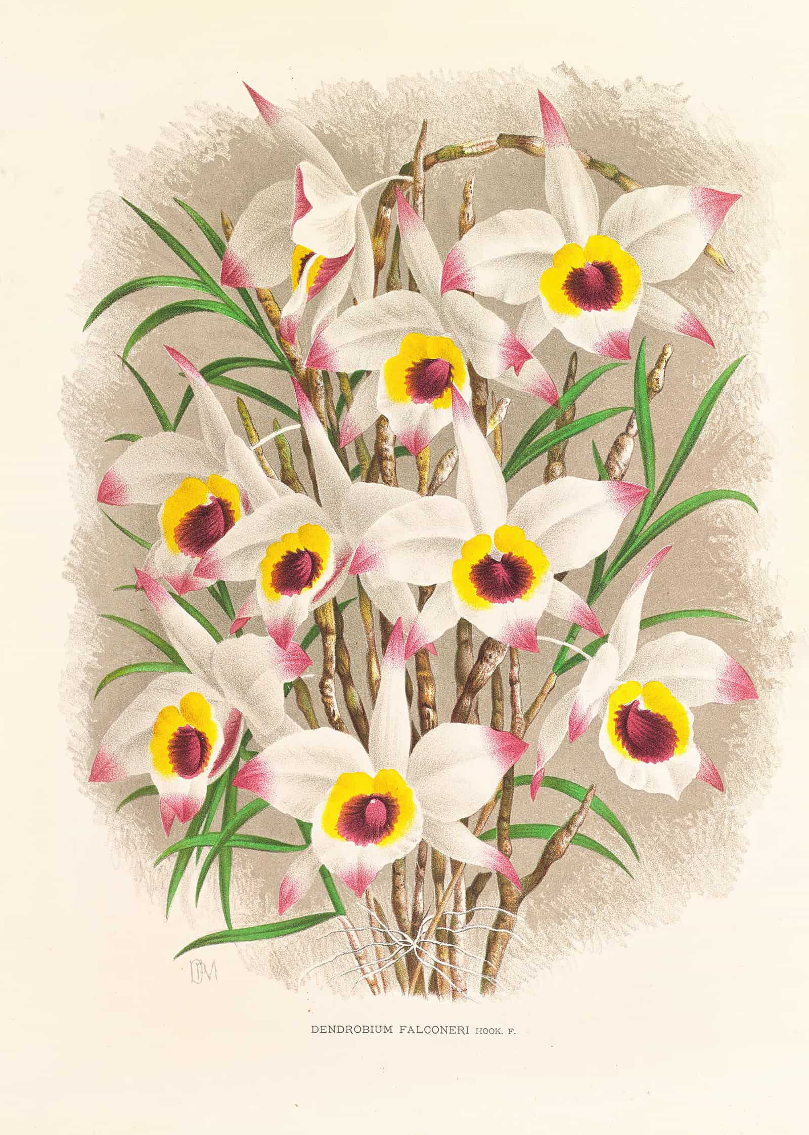 Dendrobium Falconeri by Jean Jules Linden