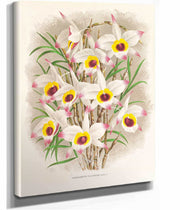 Dendrobium Falconeri by Jean Jules Linden