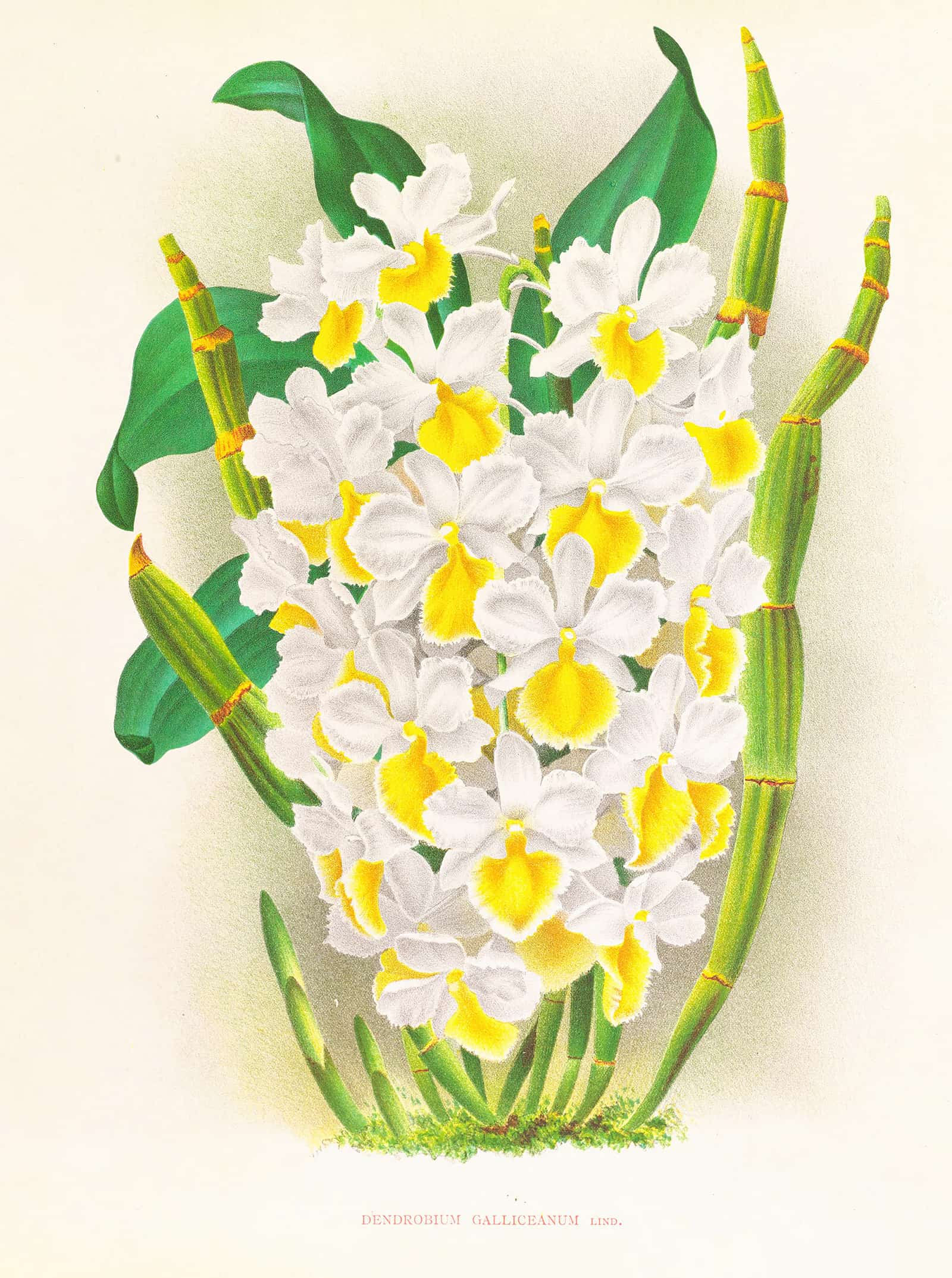 Dendrobium Galliceanum by Jean Jules Linden