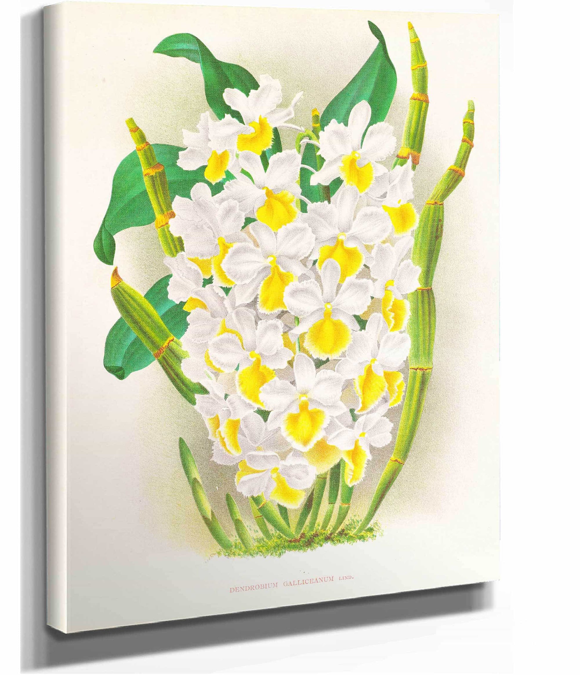 Dendrobium Galliceanum by Jean Jules Linden