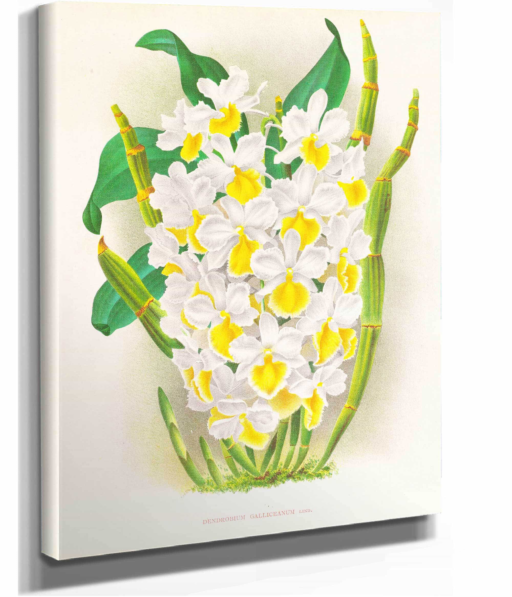 Dendrobium Galliceanum by Jean Jules Linden