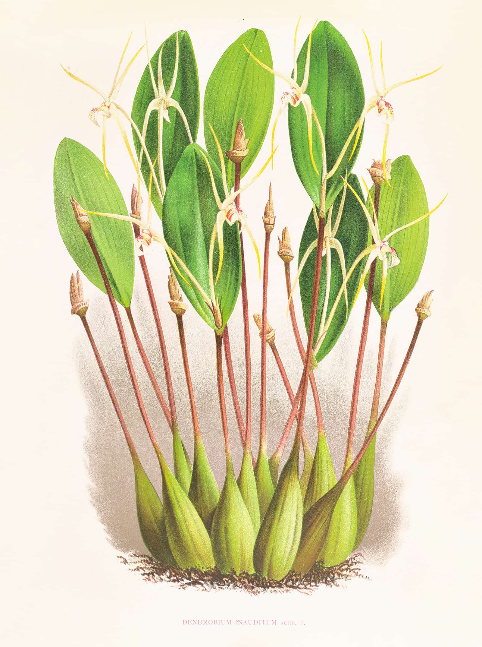 Dendrobium Inauditum by Jean Jules Linden