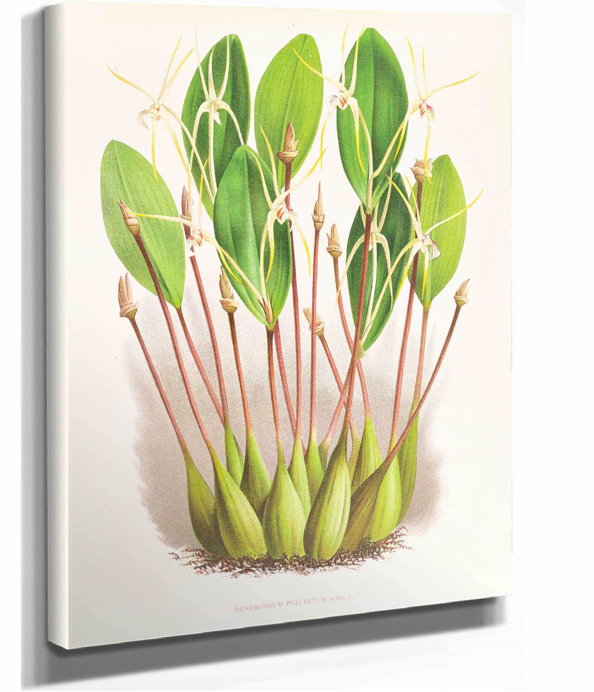 Dendrobium Inauditum by Jean Jules Linden