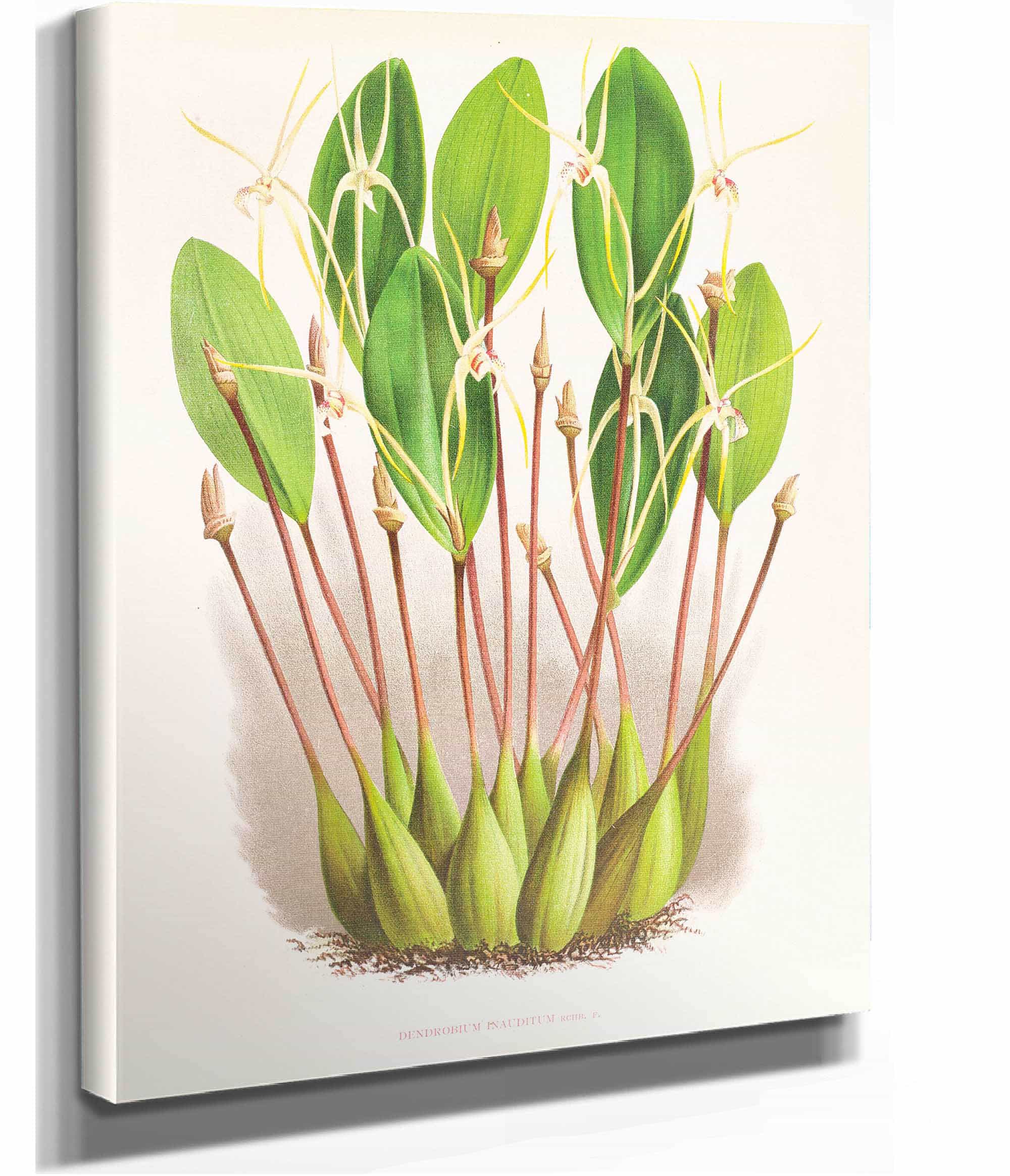 Dendrobium Inauditum by Jean Jules Linden