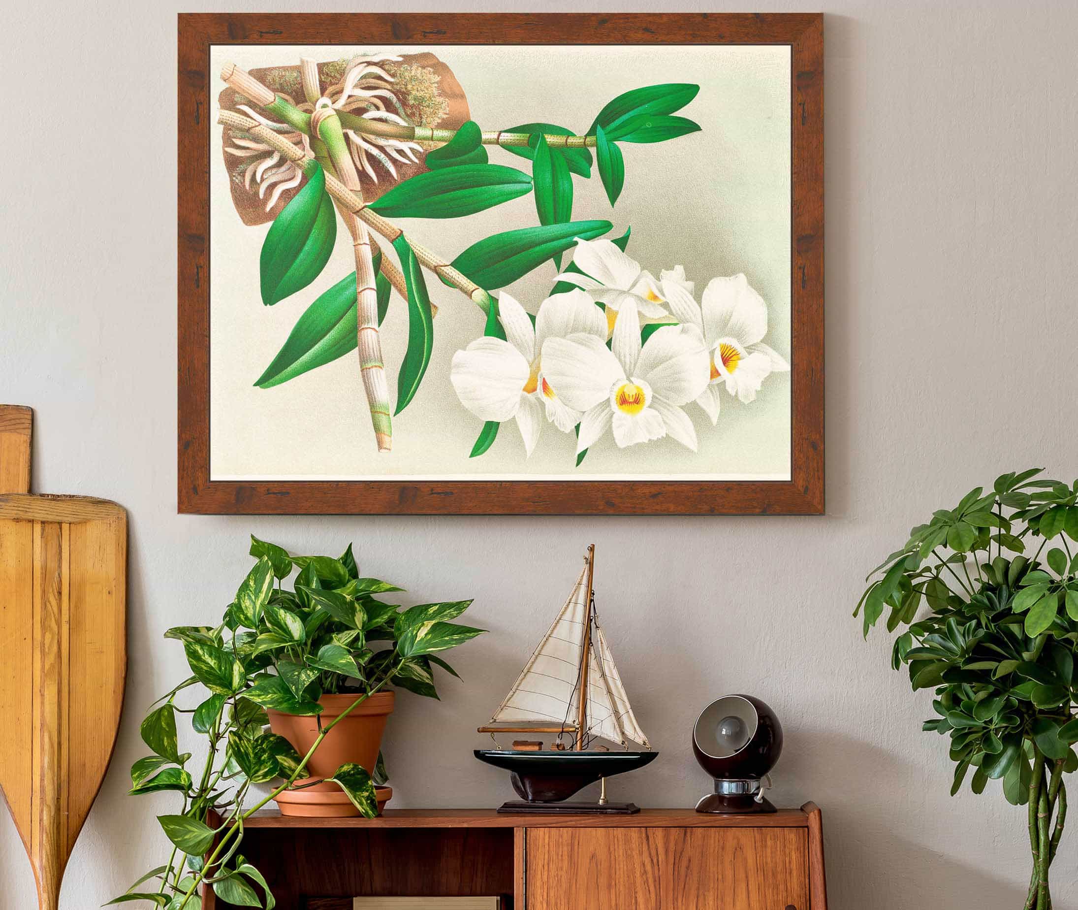 Dendrobium Infundibulum by Jean Jules Linden