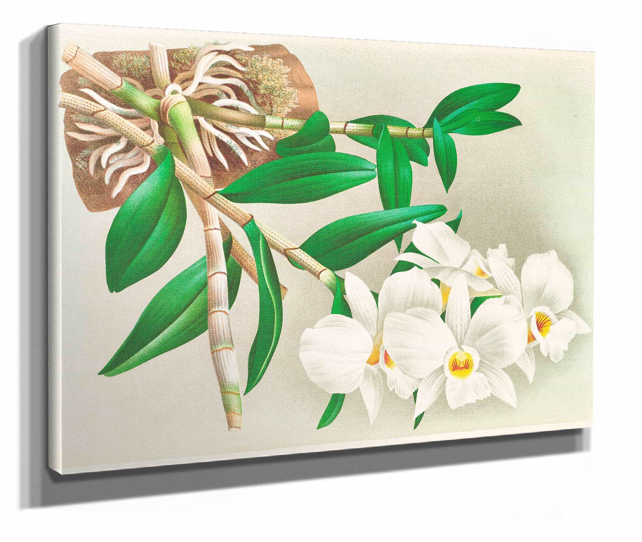 Dendrobium Infundibulum by Jean Jules Linden