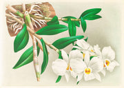 Dendrobium Infundibulum by Jean Jules Linden