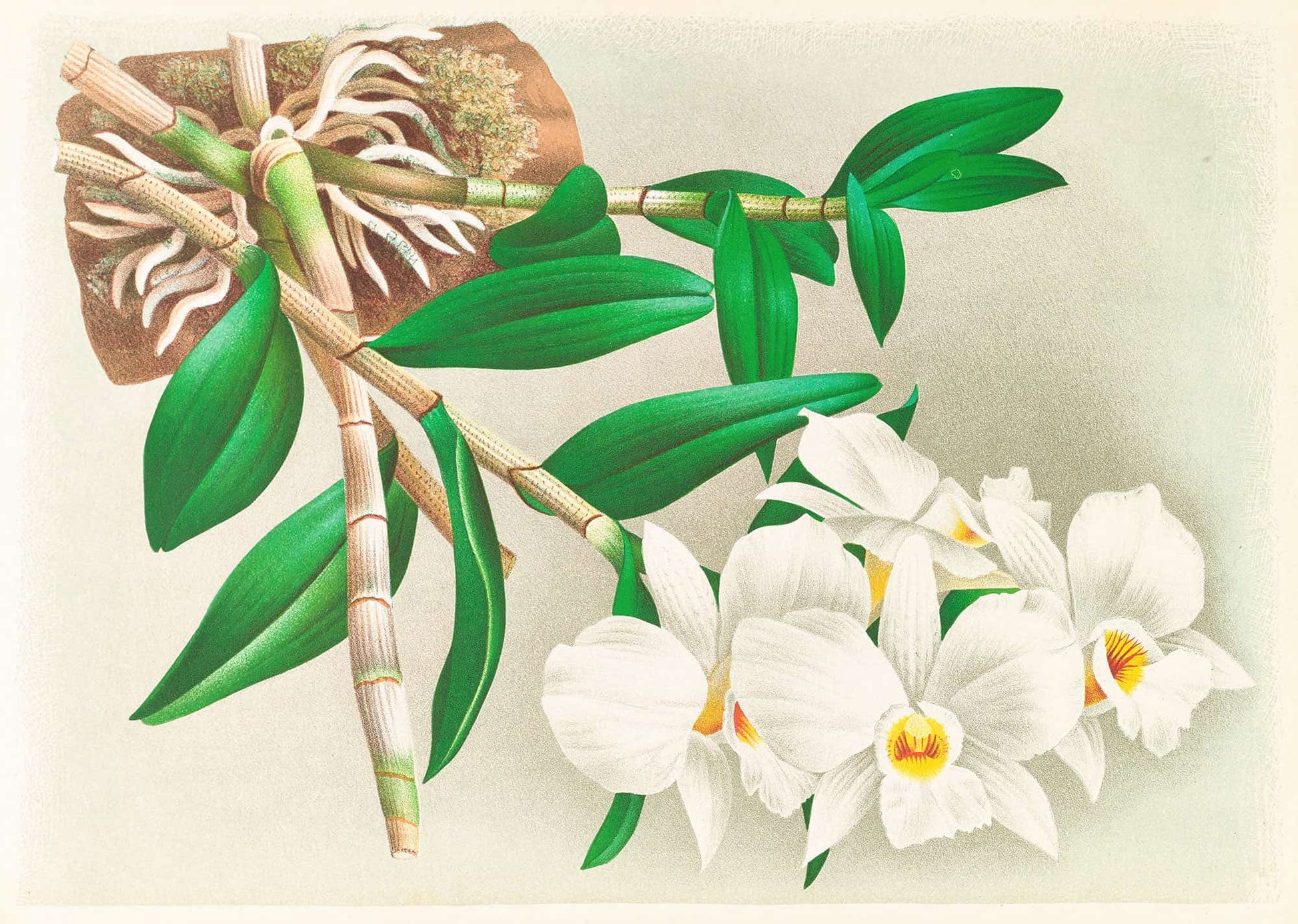 Dendrobium Infundibulum by Jean Jules Linden