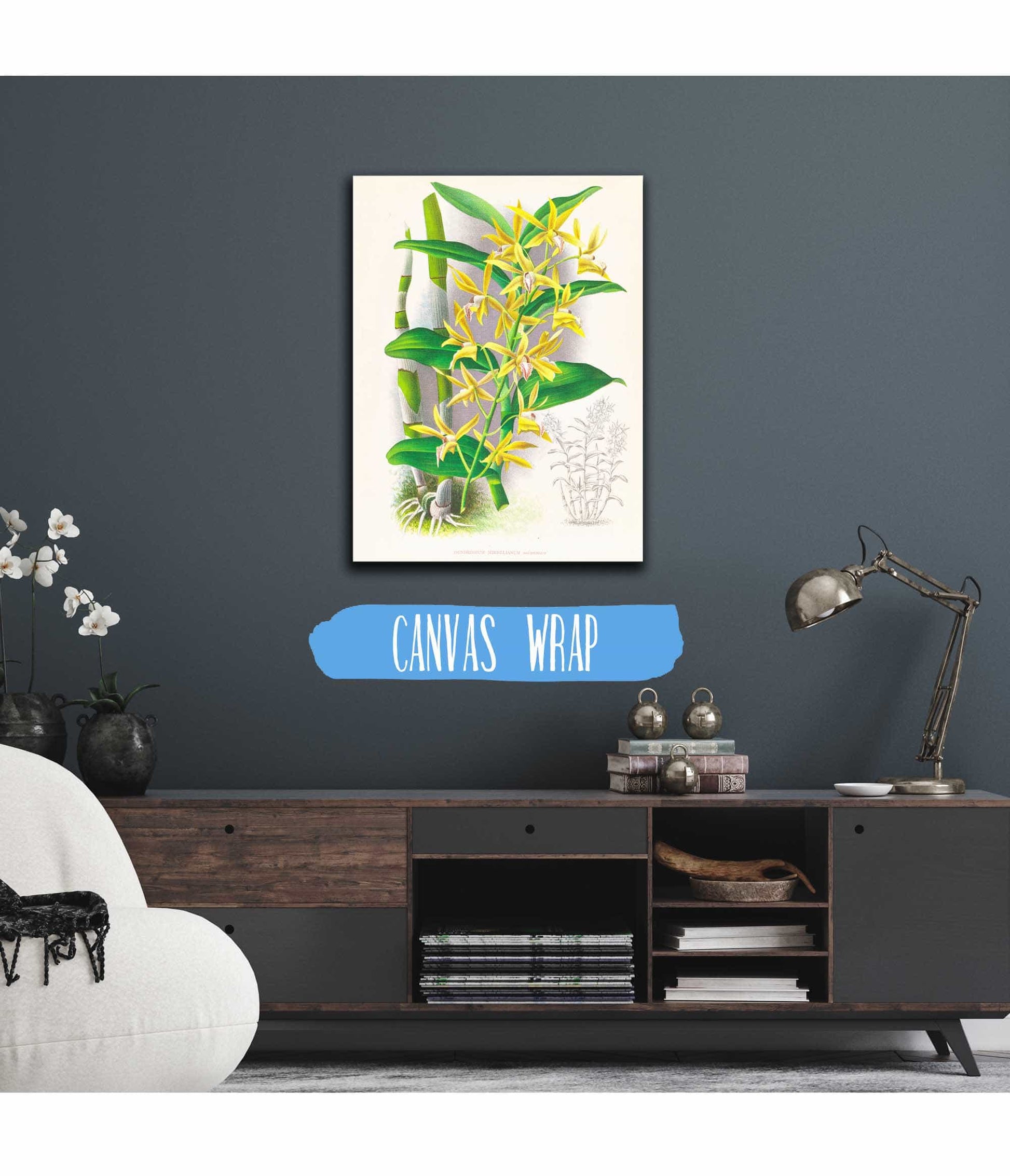 Dendrobium Mirbelianum by Jean Jules Linden