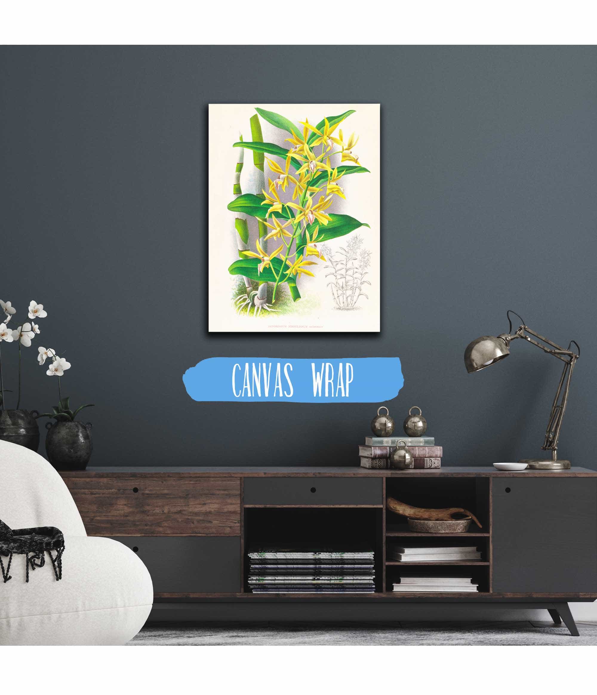 Dendrobium Mirbelianum by Jean Jules Linden