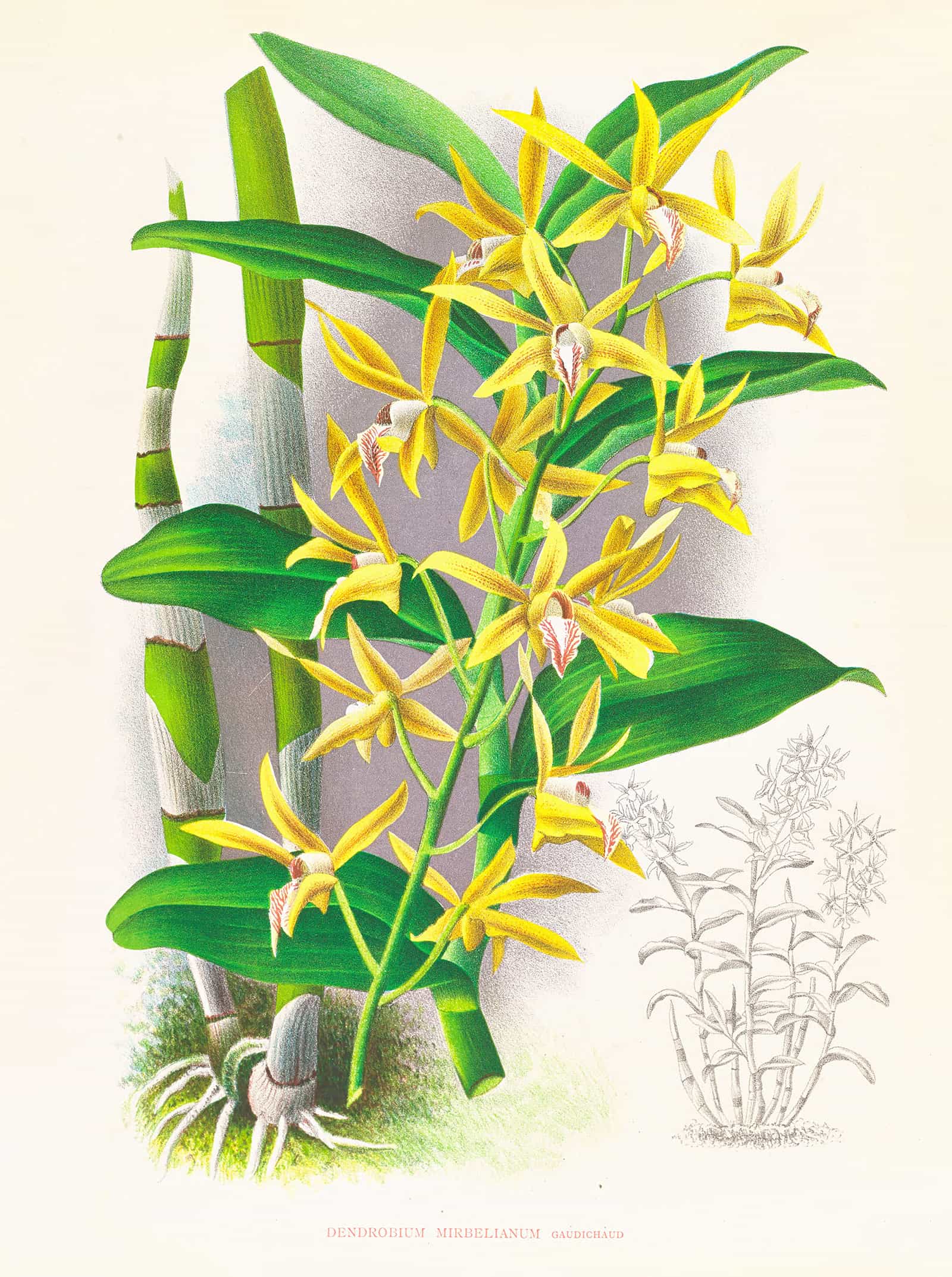 Dendrobium Mirbelianum by Jean Jules Linden