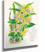 Dendrobium Mirbelianum by Jean Jules Linden