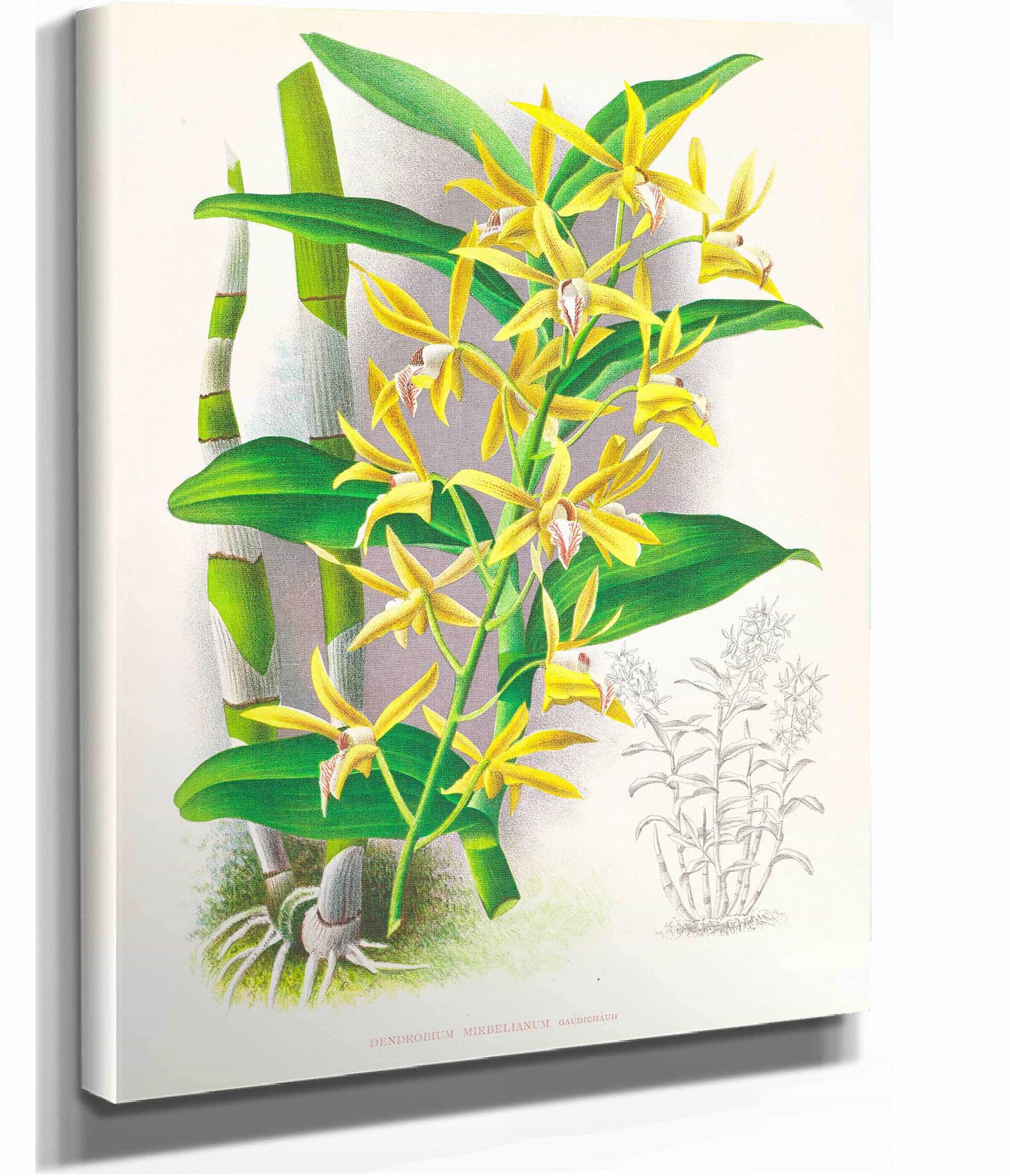 Dendrobium Mirbelianum by Jean Jules Linden