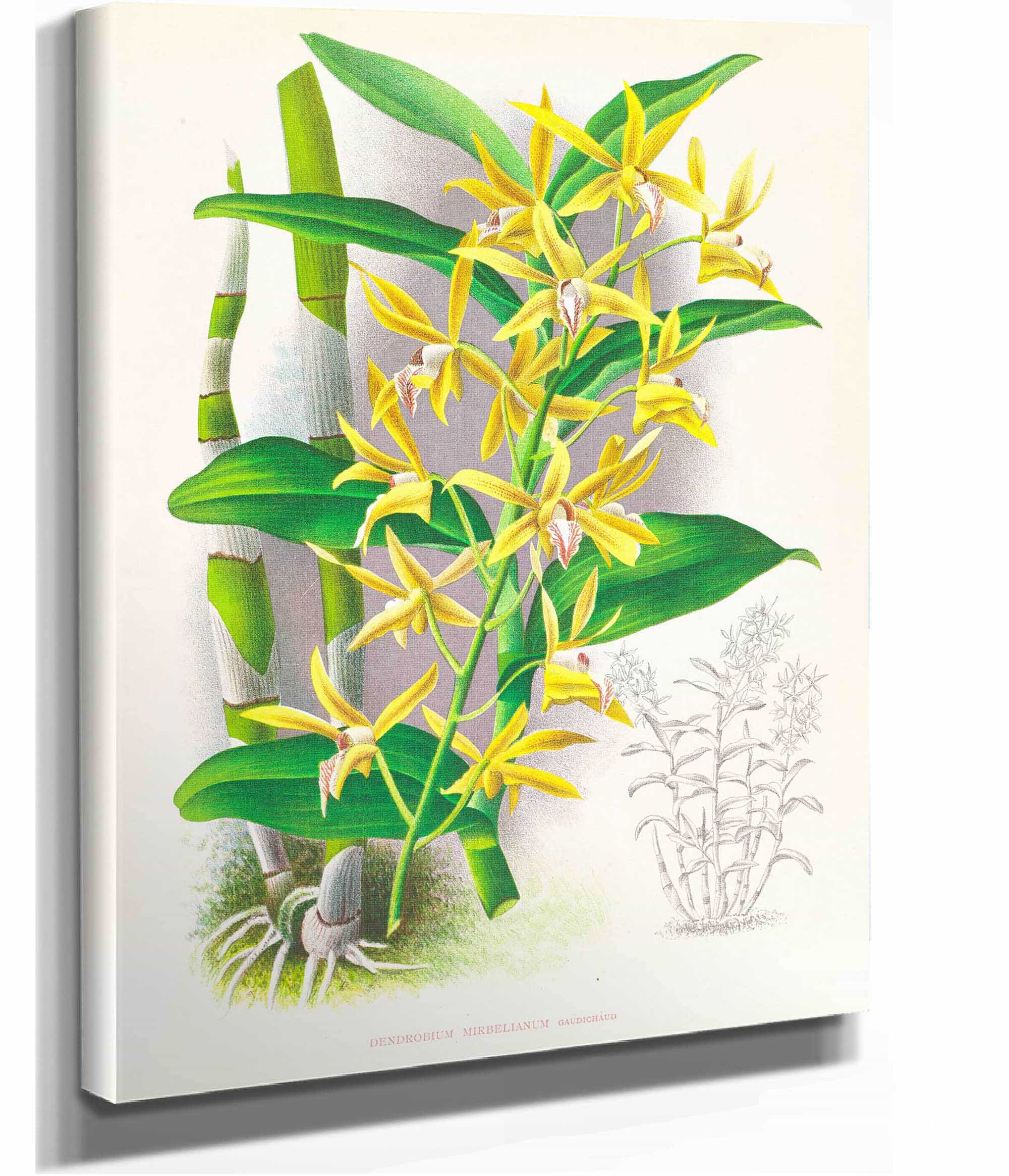 Dendrobium Mirbelianum by Jean Jules Linden
