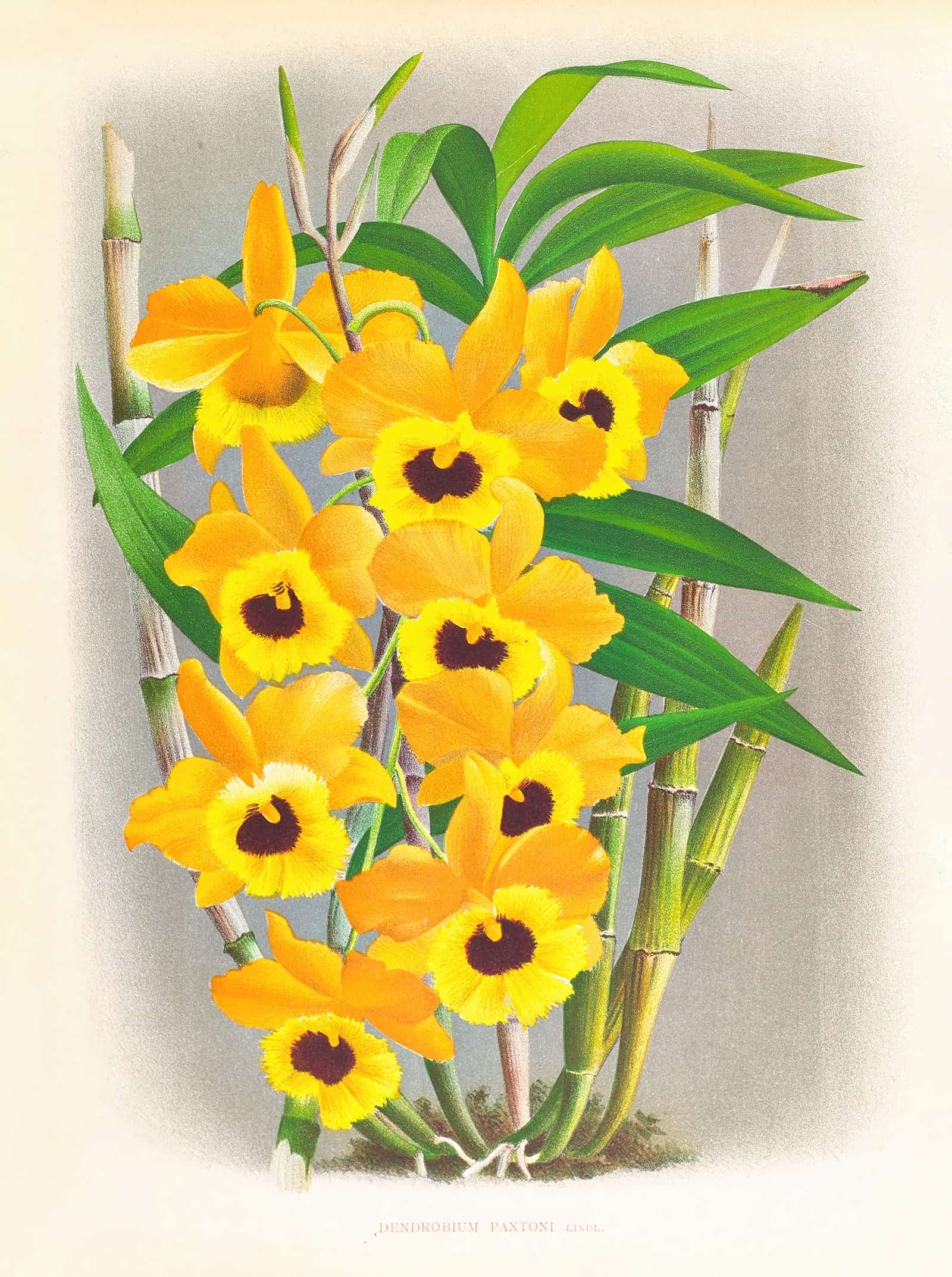 Dendrobium Paxtoni by Jean Jules Linden