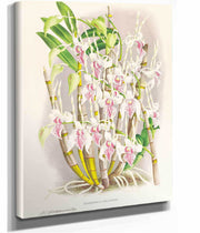 Dendrobium Stratiotes by Jean Jules Linden