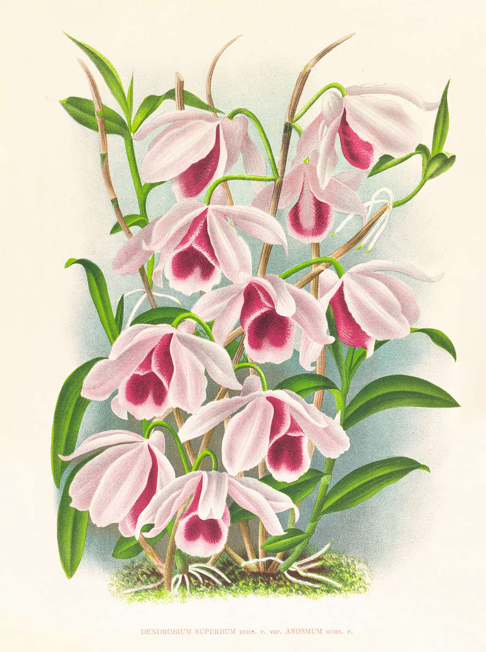 Dendrobium Superbum Var Anosmum by Jean Jules Linden