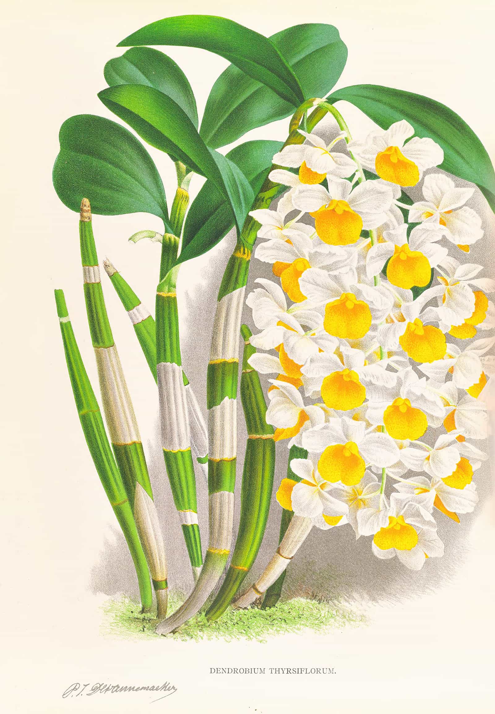 Dendrobium Thyrsiflorum by Jean Jules Linden