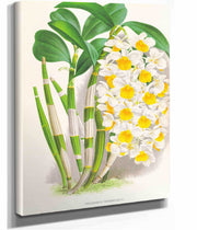 Dendrobium Thyrsiflorum by Jean Jules Linden
