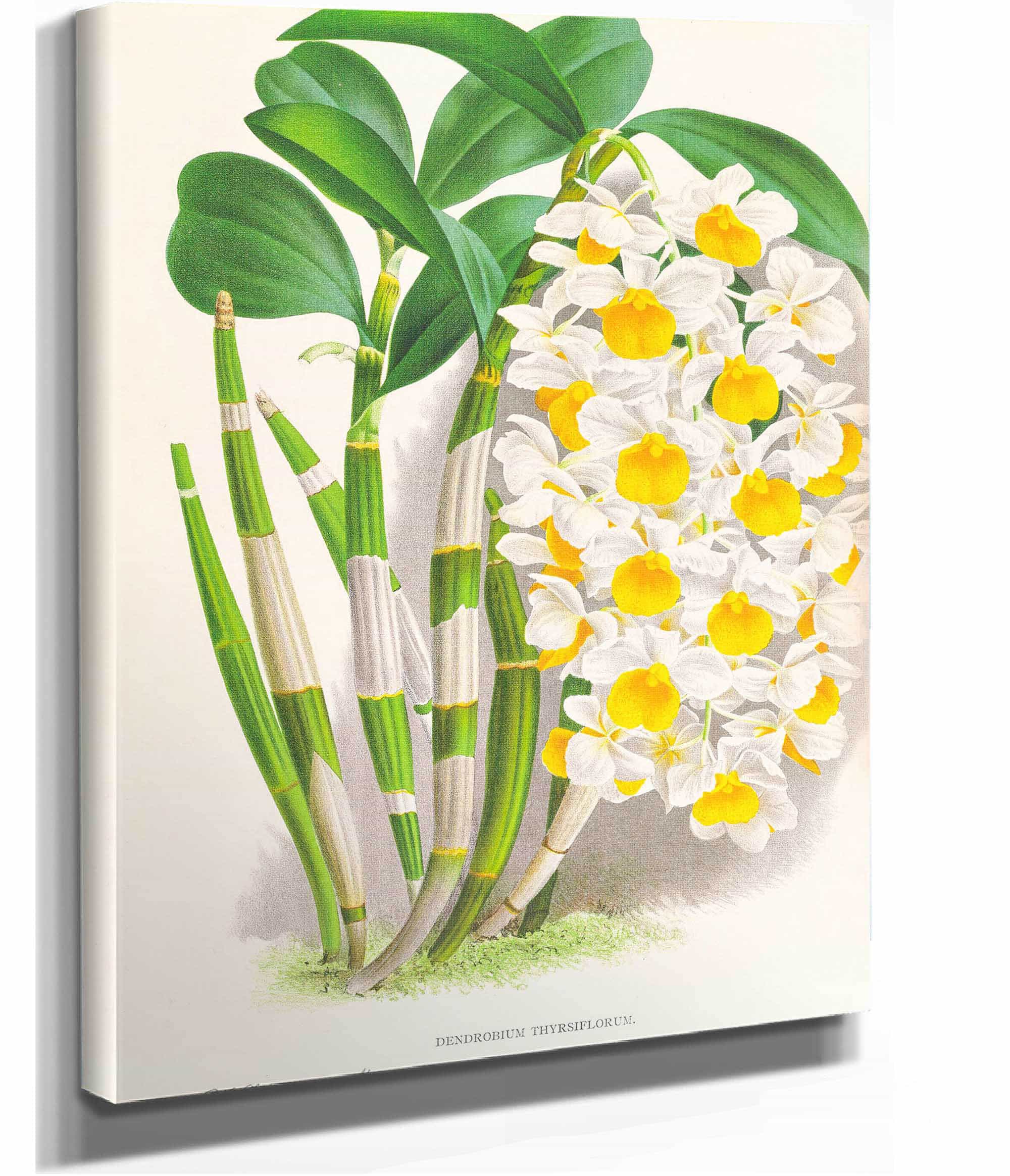 Dendrobium Thyrsiflorum by Jean Jules Linden