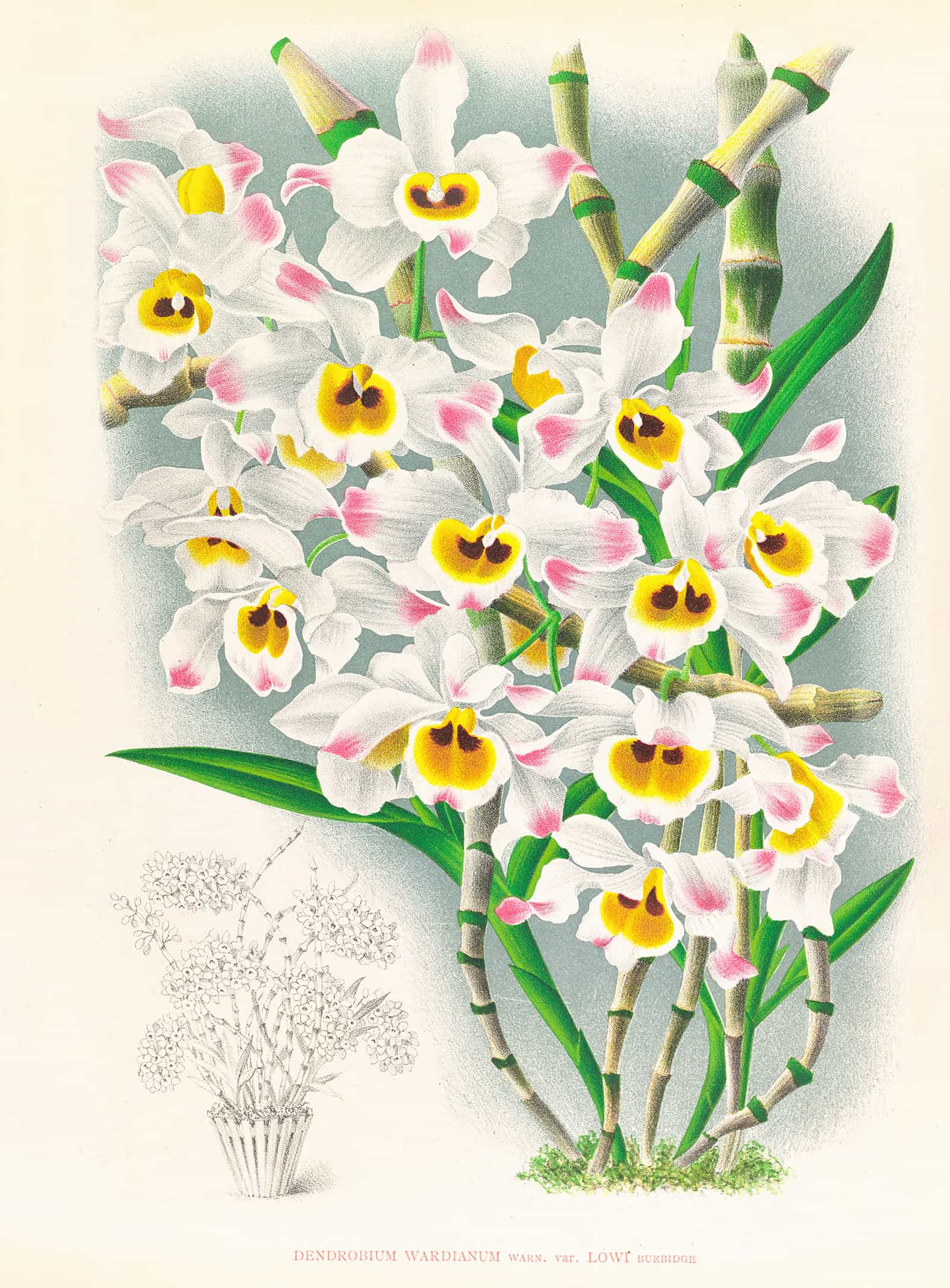 Dendrobium Wardianum by Jean Jules Linden