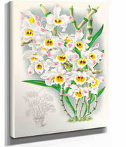 Dendrobium Wardianum by Jean Jules Linden