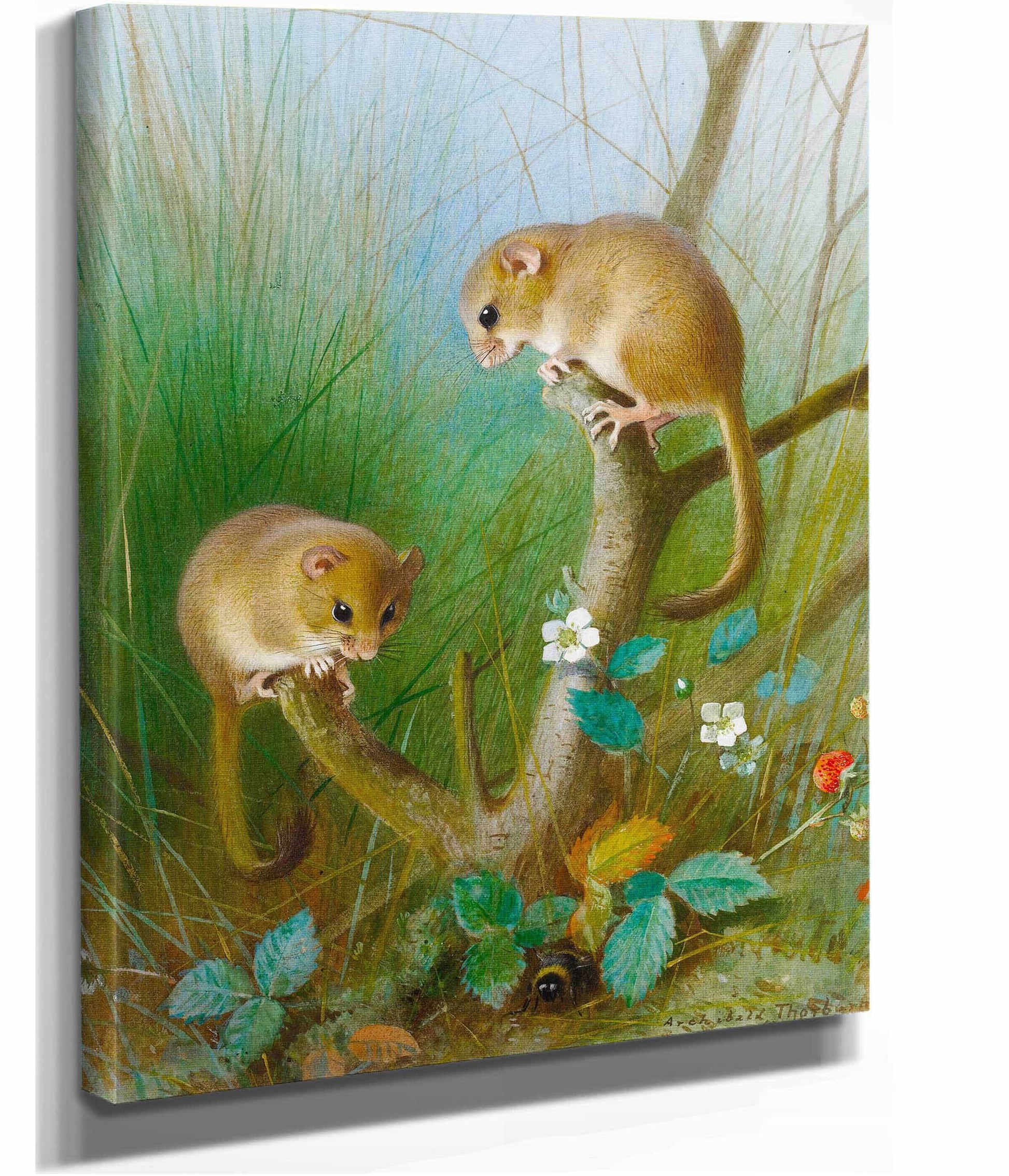 Dormice by Archibald Thorburn