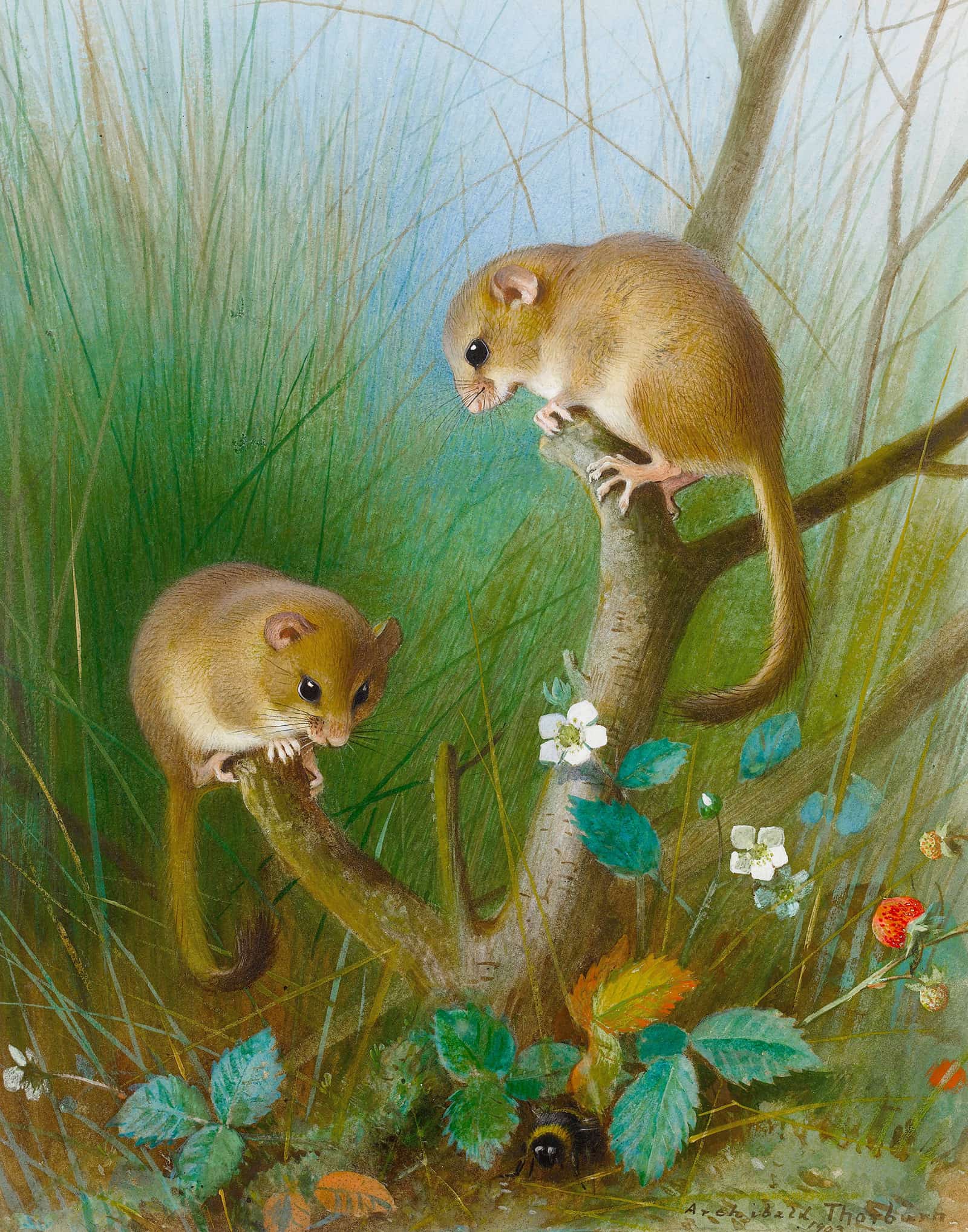 Dormice by Archibald Thorburn