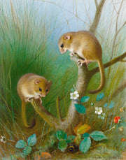 Dormice by Archibald Thorburn